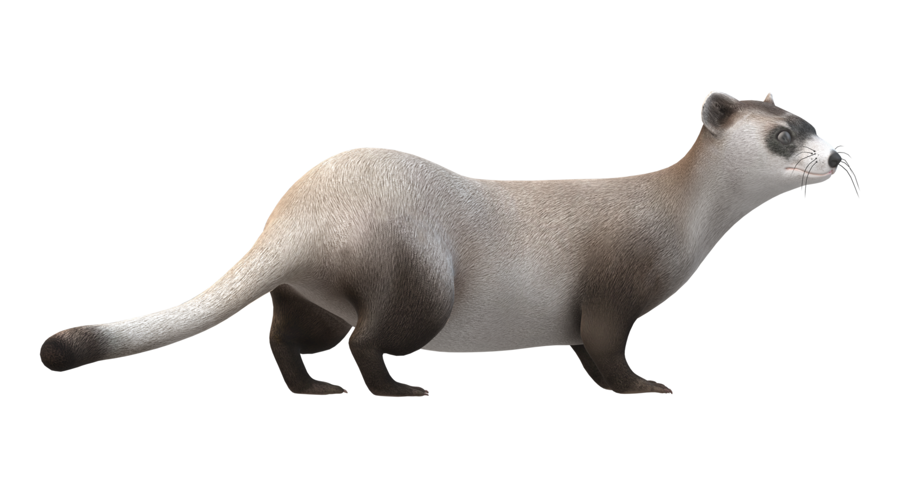 Weasel isolated on a Transparent Background png