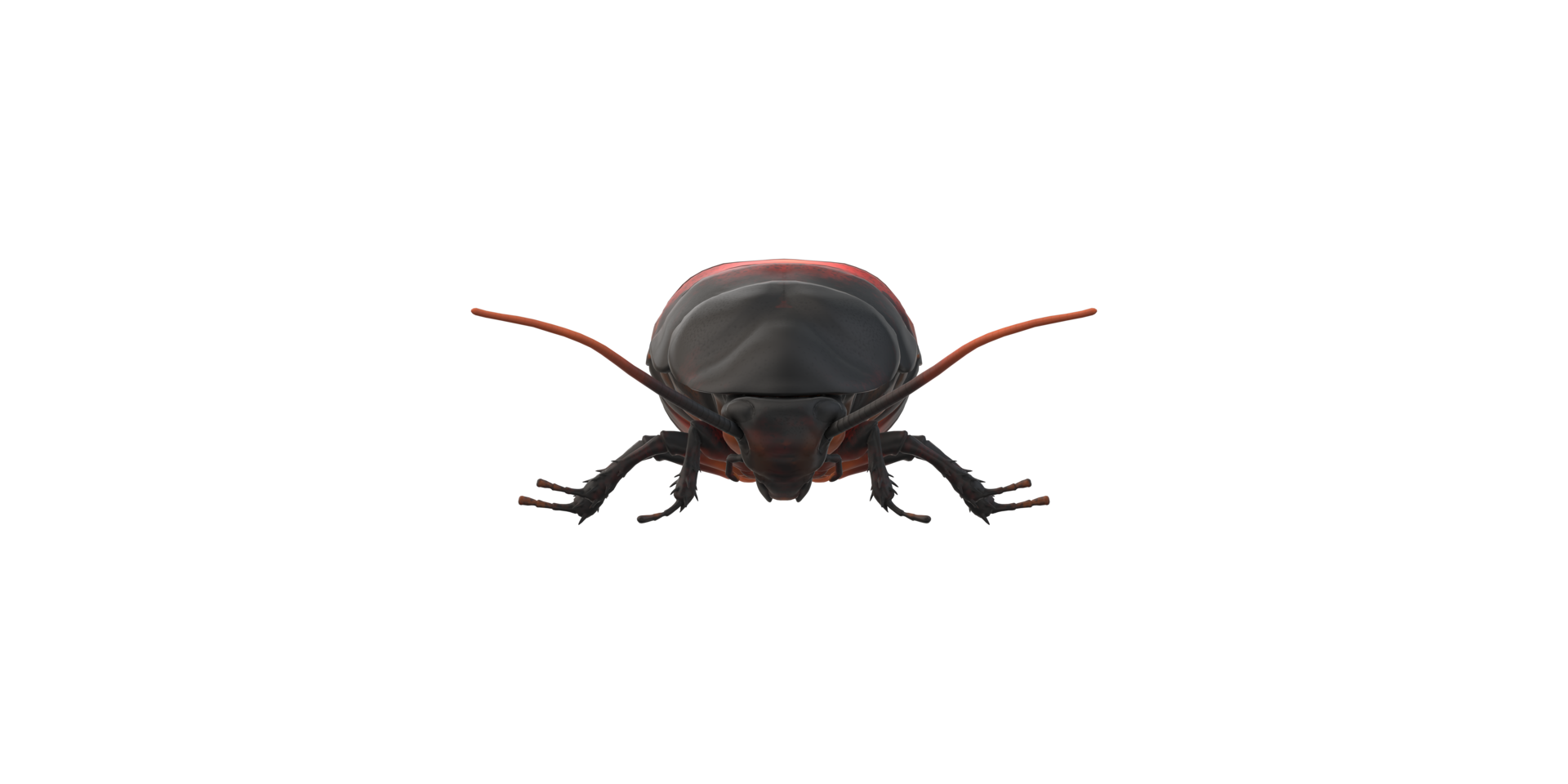 Oriental Cockroach isolated on a Transparent Background png