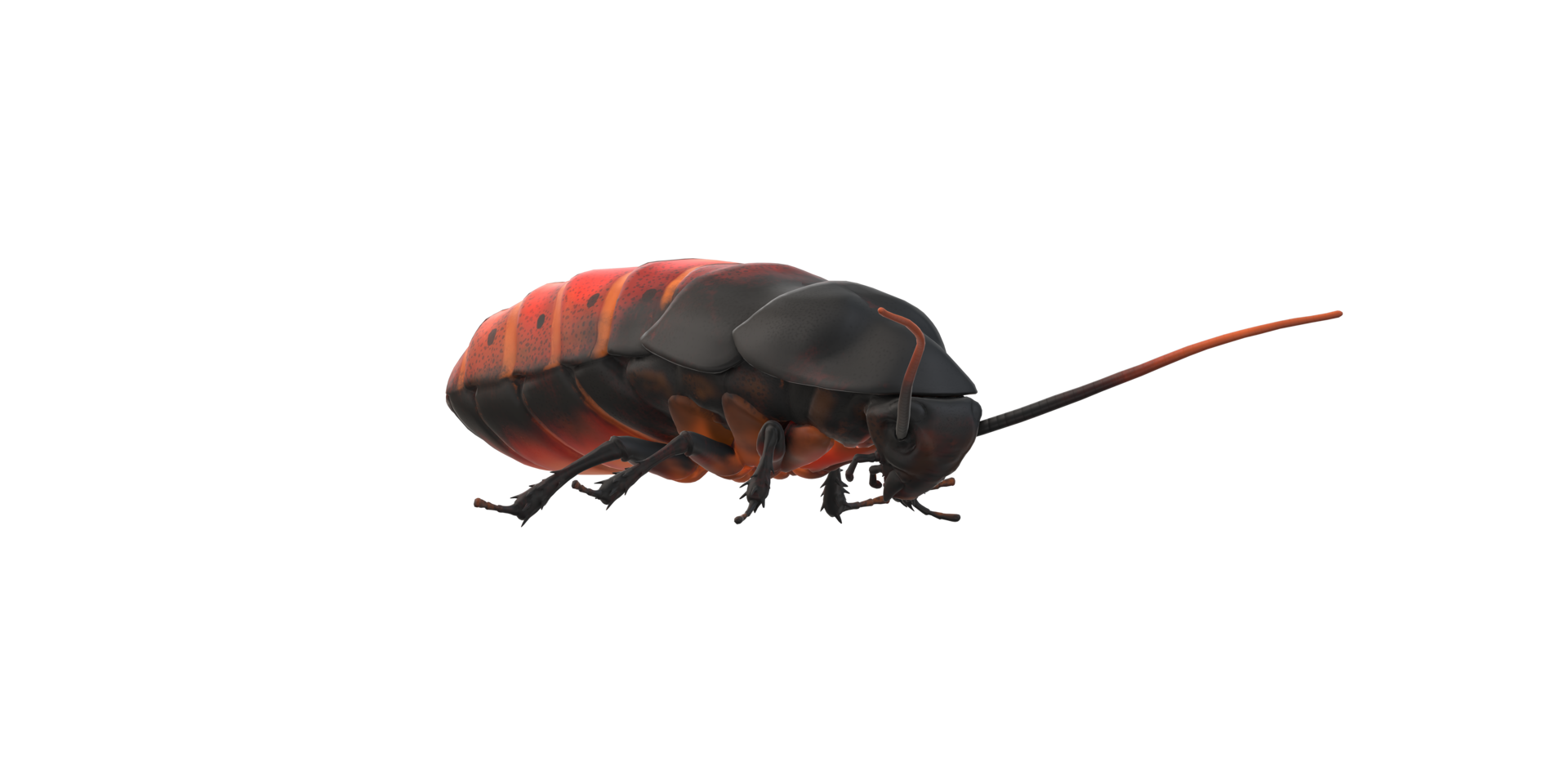 Oriental Cockroach isolated on a Transparent Background png