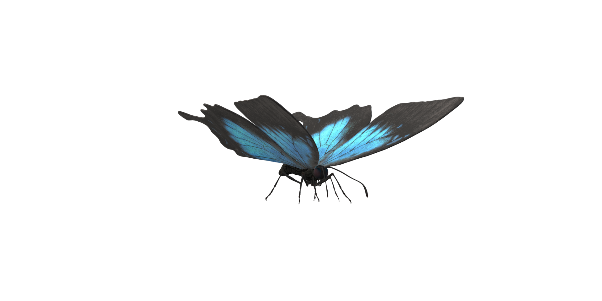 borboleta isolado em uma transparente fundo png