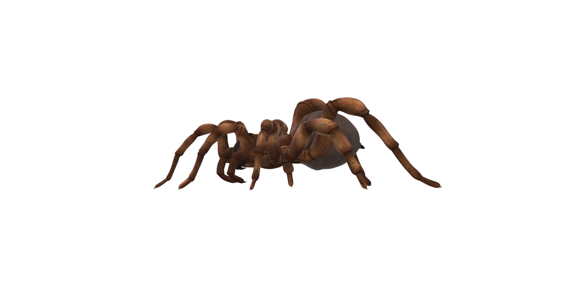 Trapdoor Spider isolated on a Transparent Background png