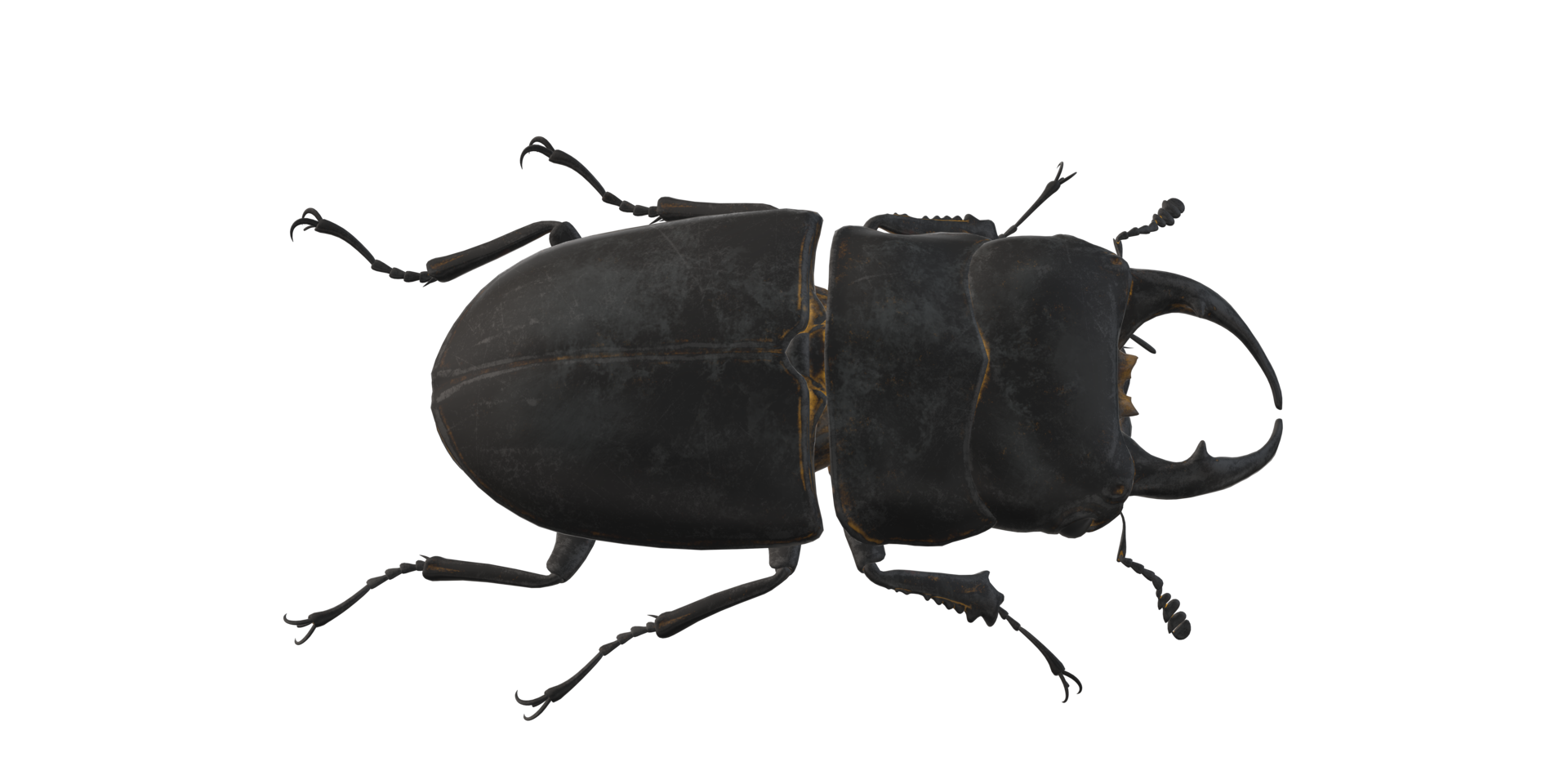 Stag Beetle isolated on a Transparent Background png