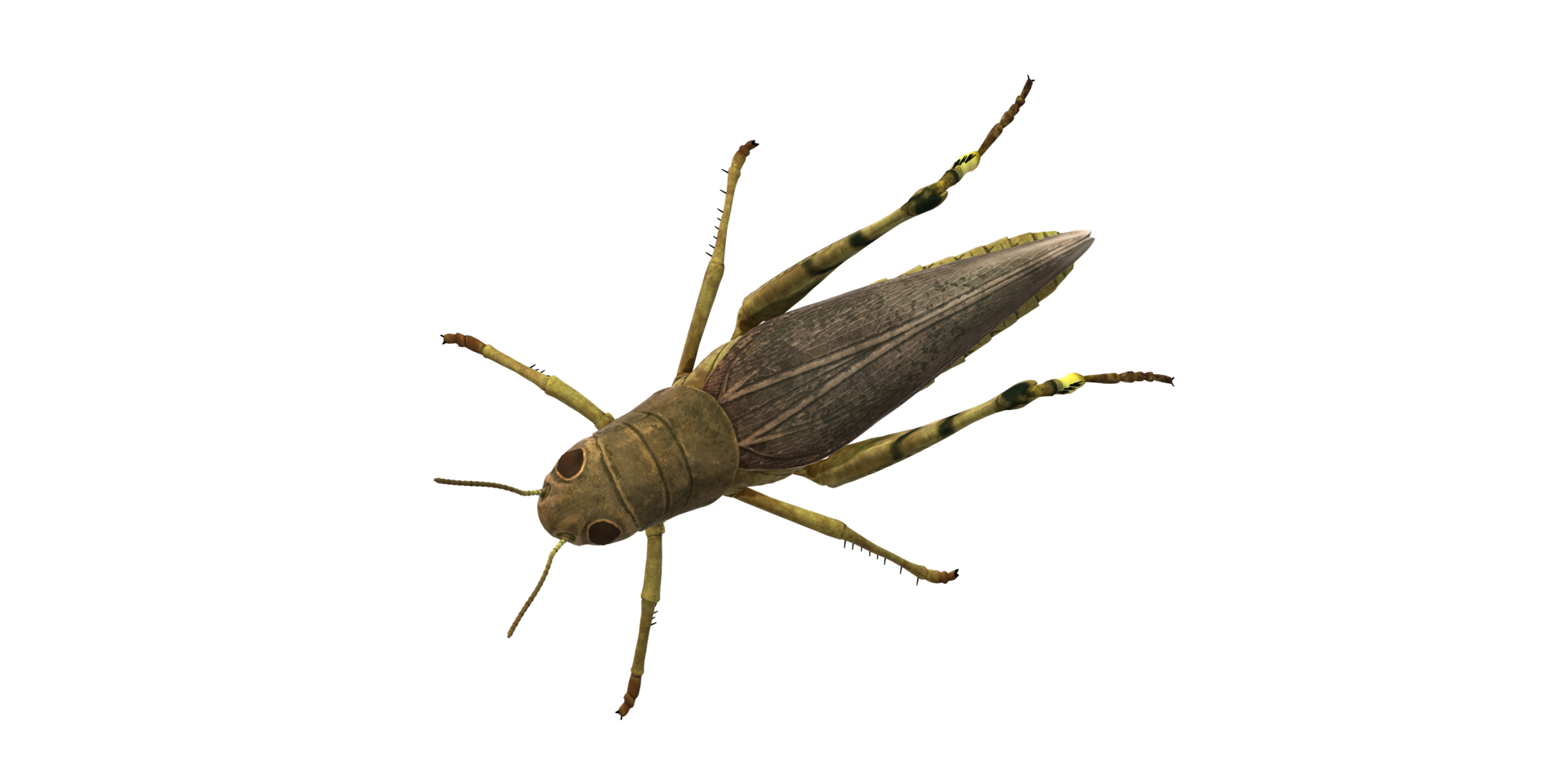 Grasshopper isolated on a Transparent Background png