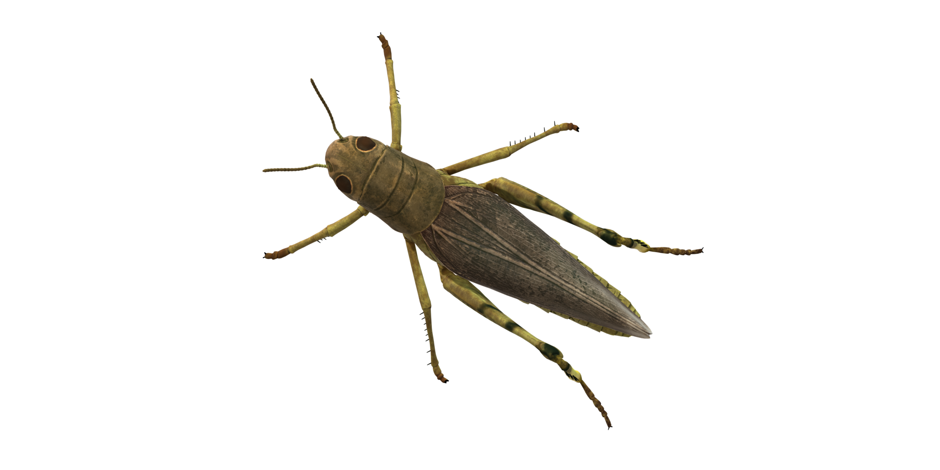 Grasshopper isolated on a Transparent Background png