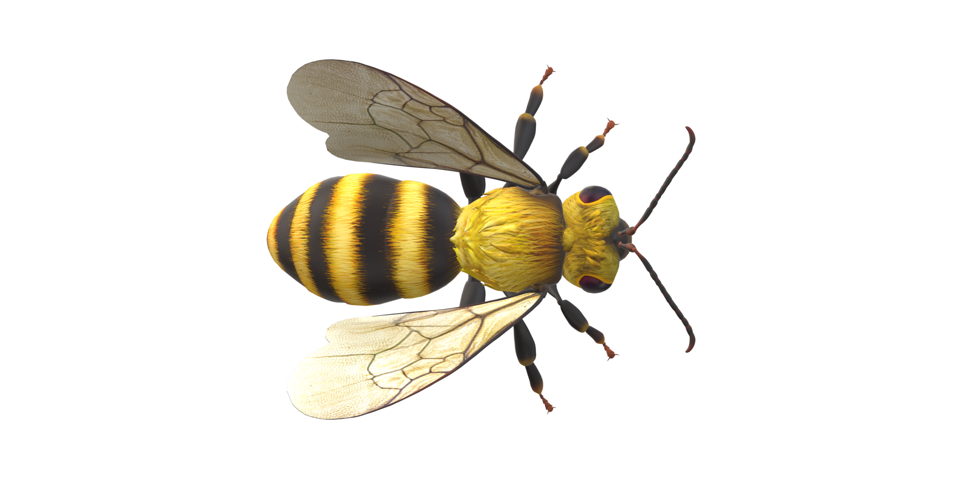Bee isolated on a Transparent Background png