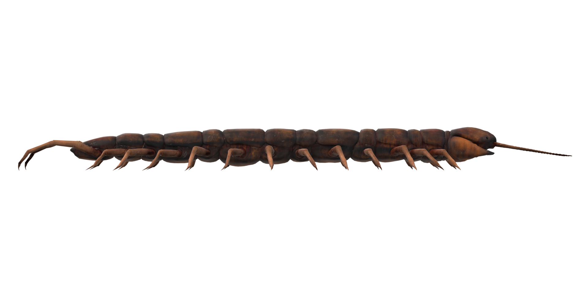 Centipede isolated on a Transparent Background png