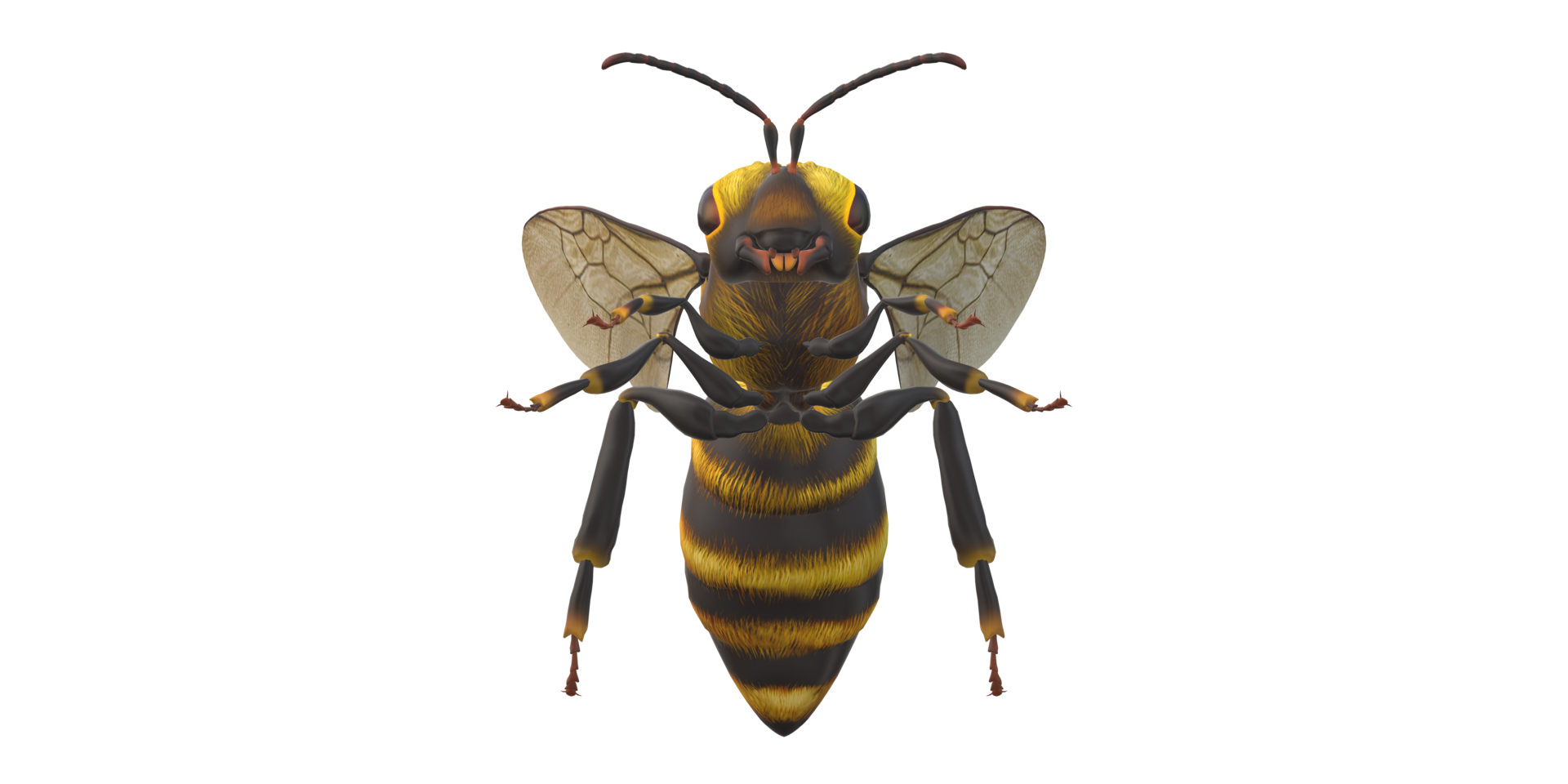 Bee isolated on a Transparent Background png