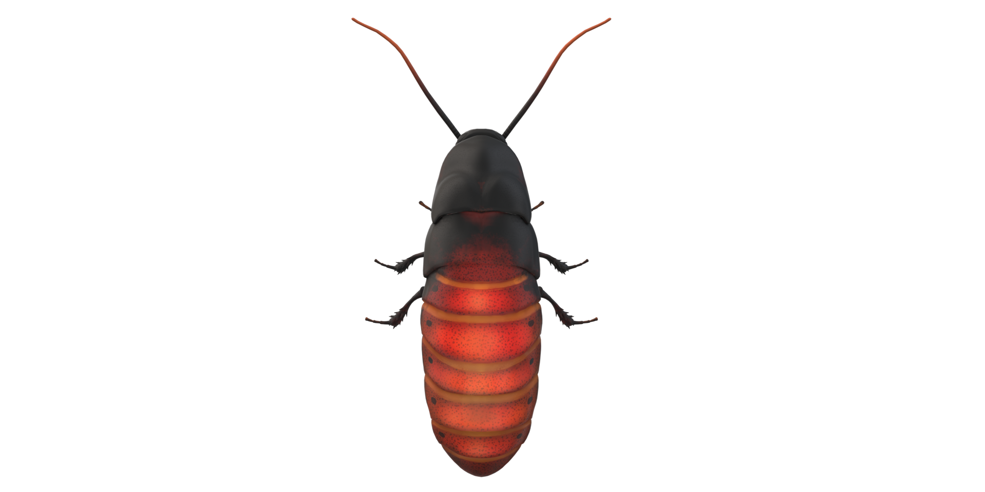 Oriental Cockroach isolated on a Transparent Background png