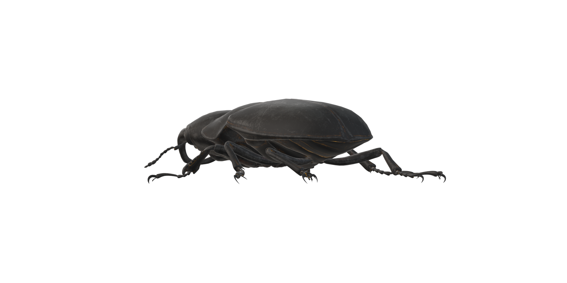 Stag Beetle isolated on a Transparent Background png