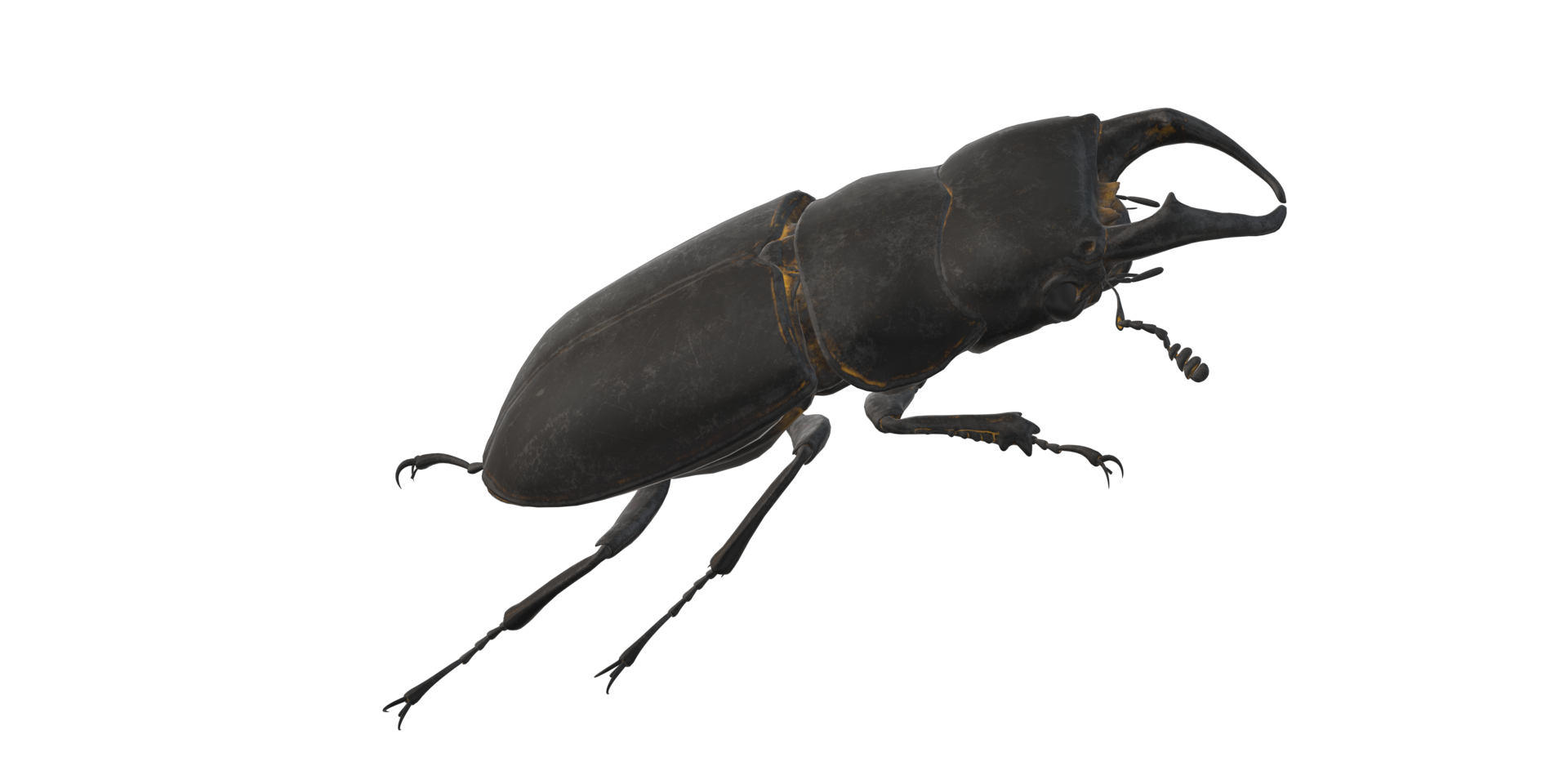 Stag Beetle isolated on a Transparent Background png