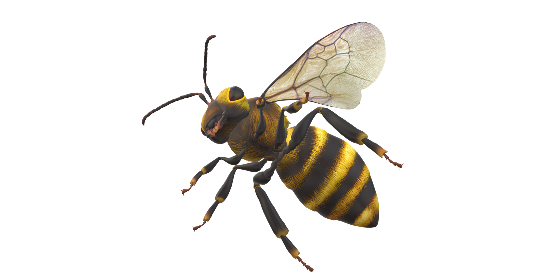Bee isolated on a Transparent Background png