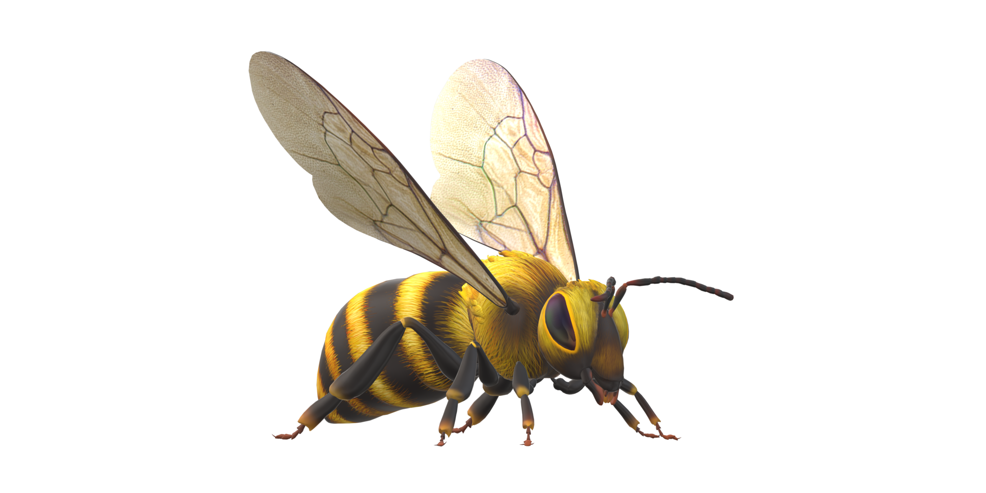 Bee isolated on a Transparent Background png