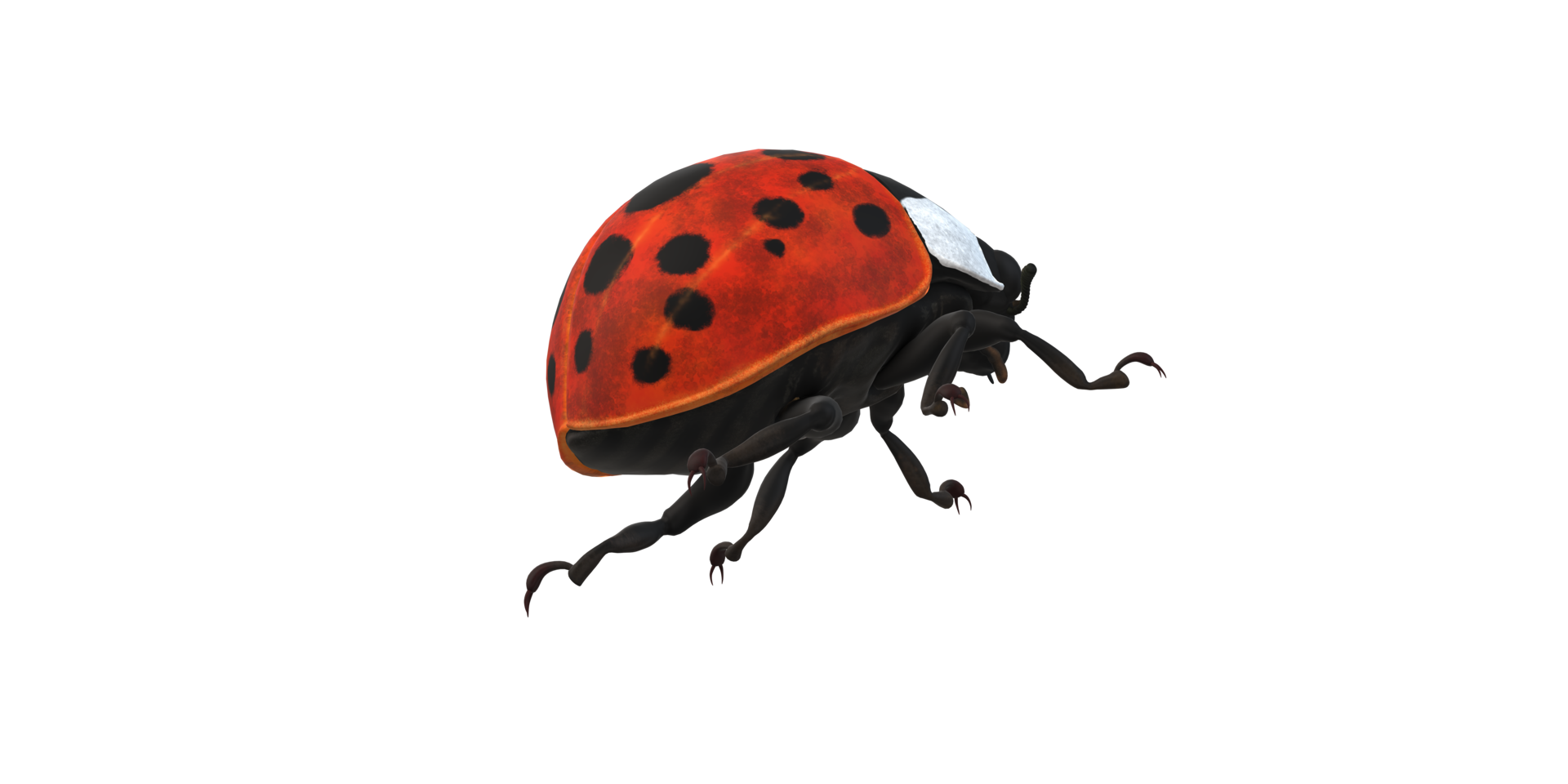 Ladybug isolated on a Transparent Background png