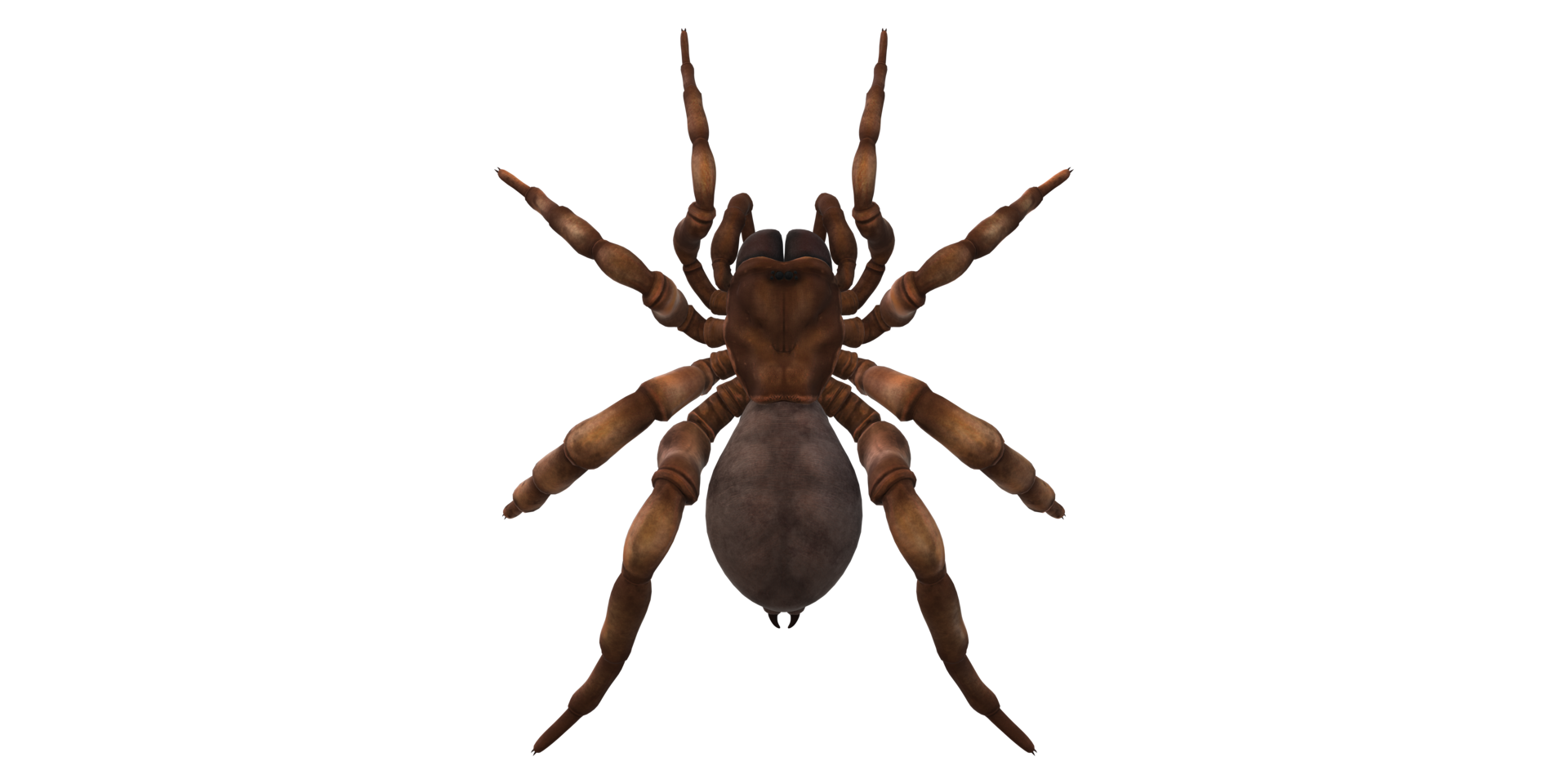 Trapdoor Spider isolated on a Transparent Background png