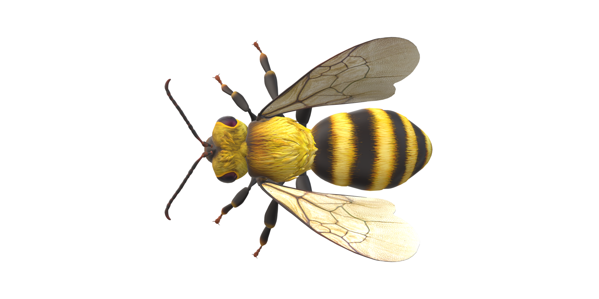 Bee isolated on a Transparent Background png