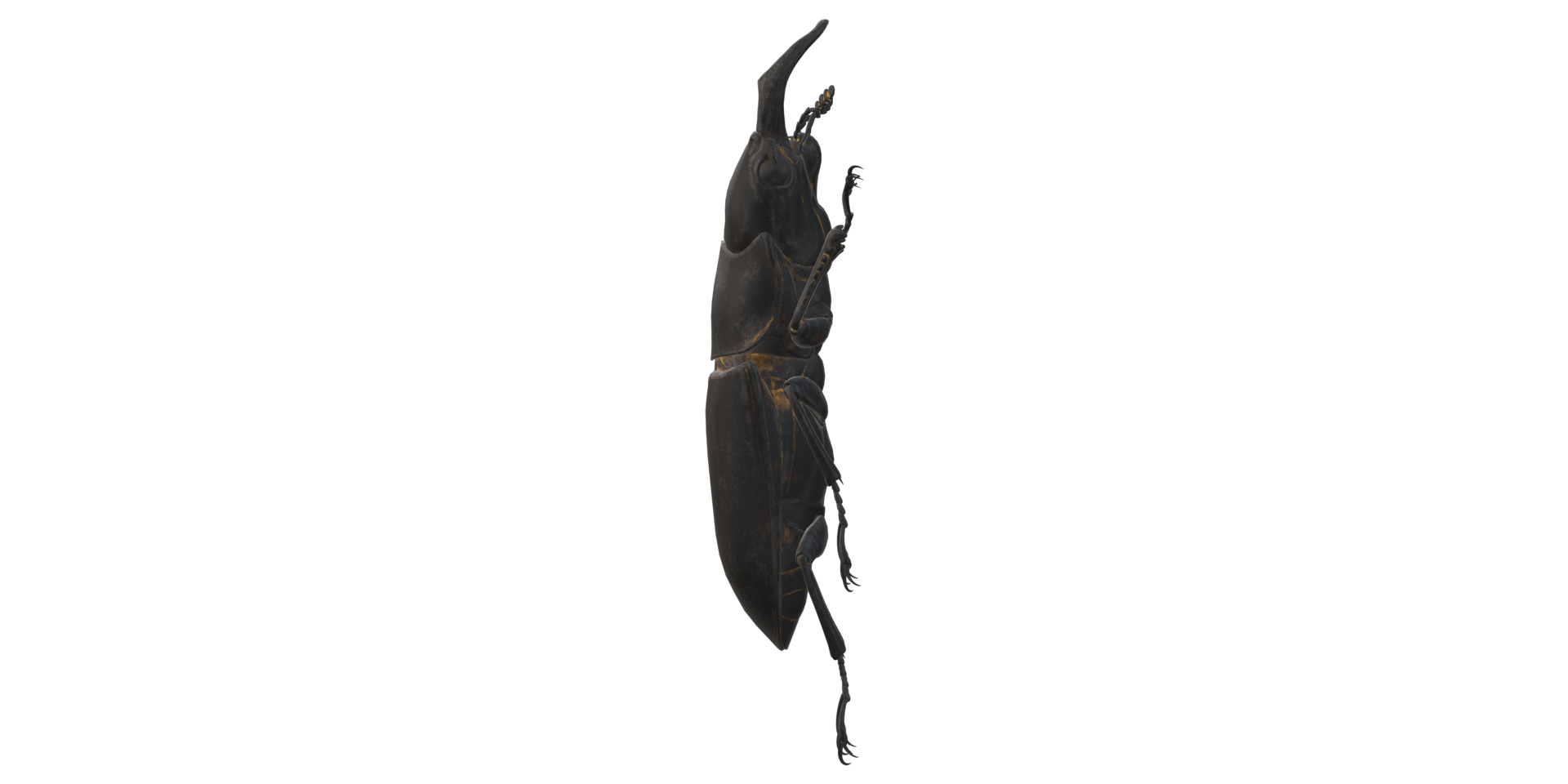 Stag Beetle isolated on a Transparent Background png