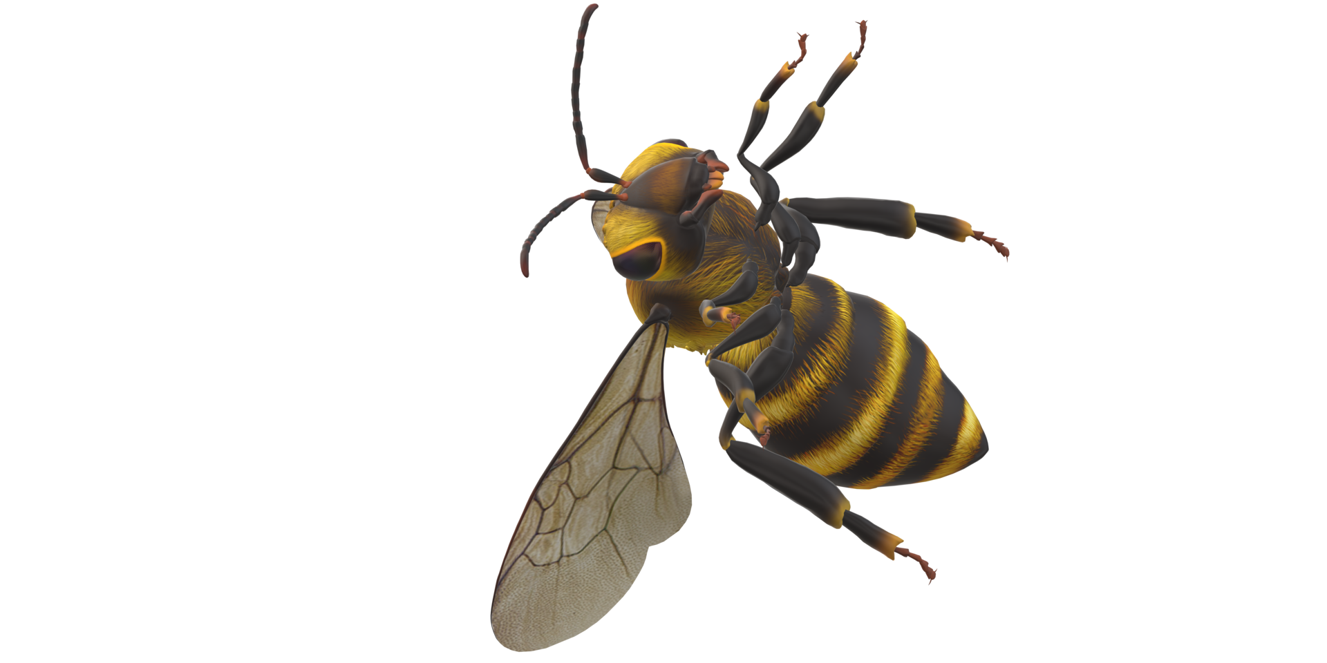 Bee isolated on a Transparent Background png