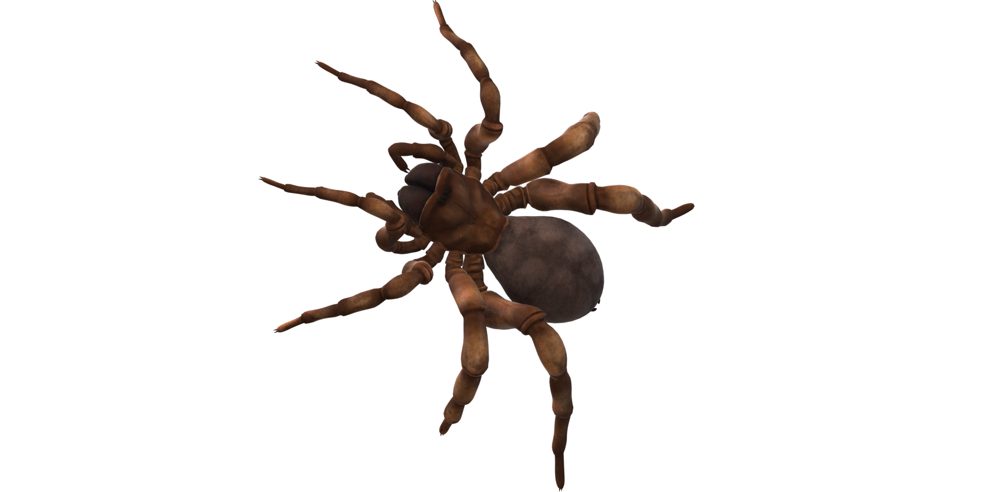 Trapdoor Spider isolated on a Transparent Background png