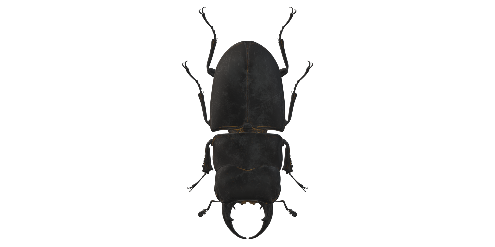 ciervo escarabajo aislado en un transparente antecedentes png