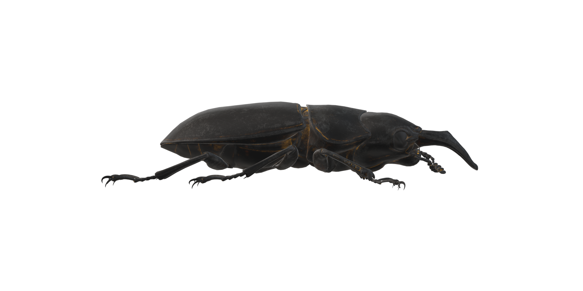 Stag Beetle isolated on a Transparent Background png