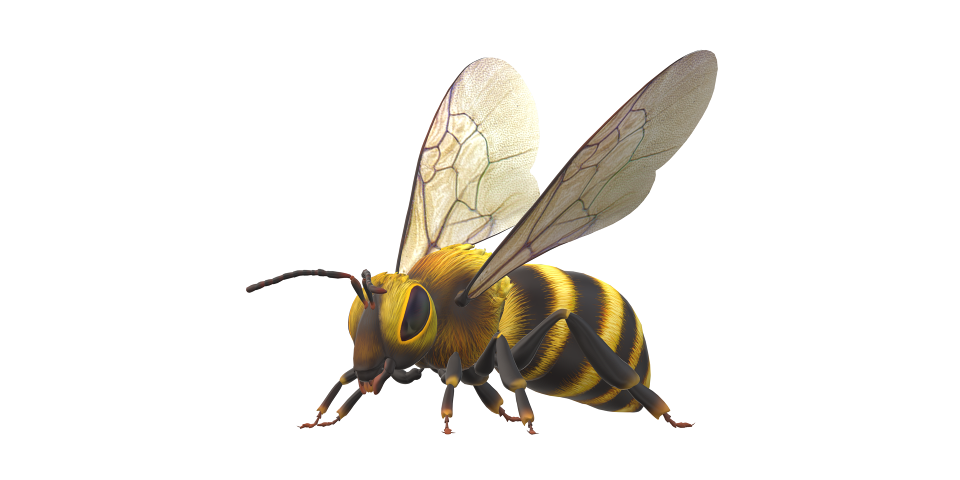Bee isolated on a Transparent Background png