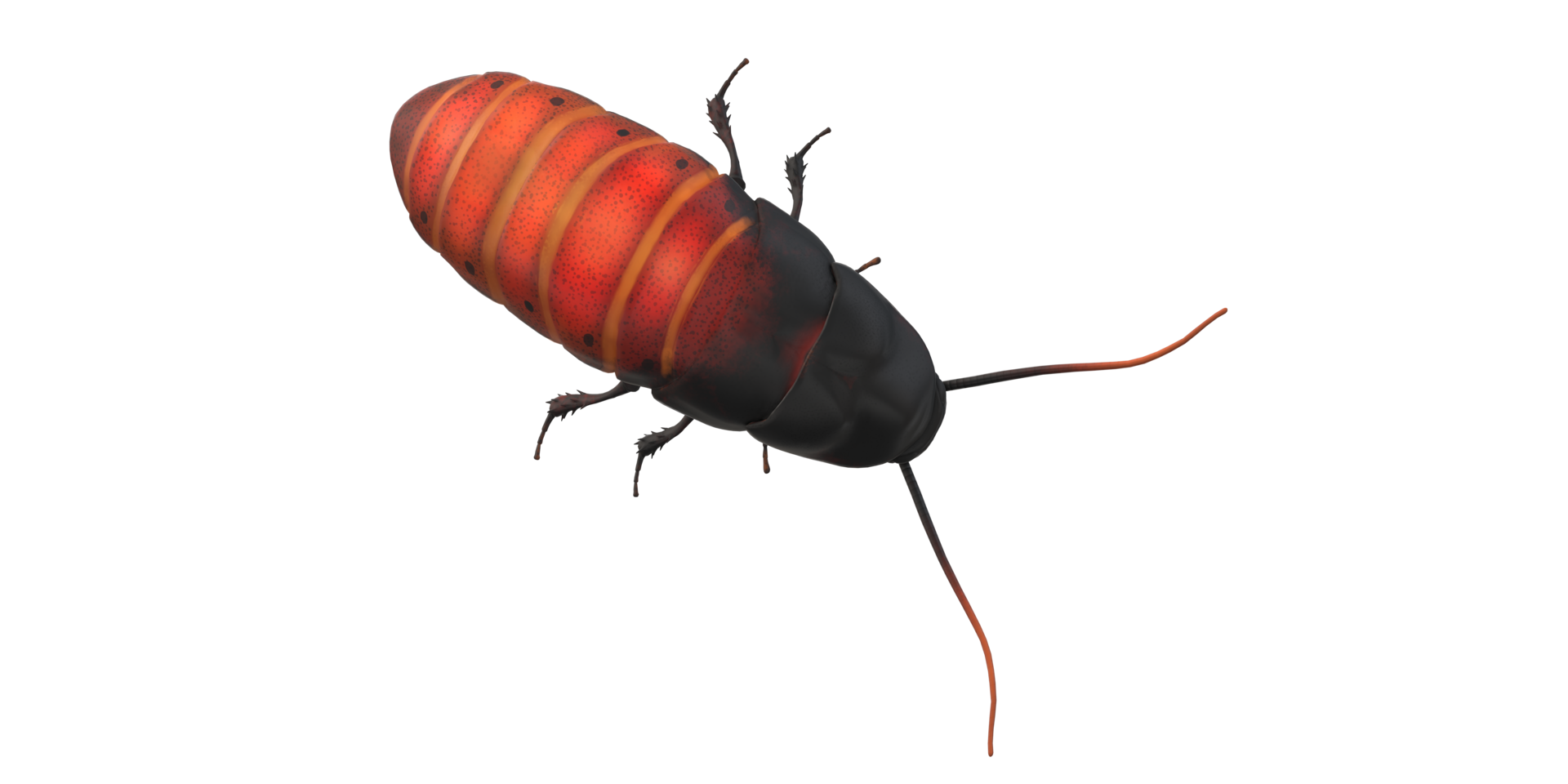 Oriental Cockroach isolated on a Transparent Background png