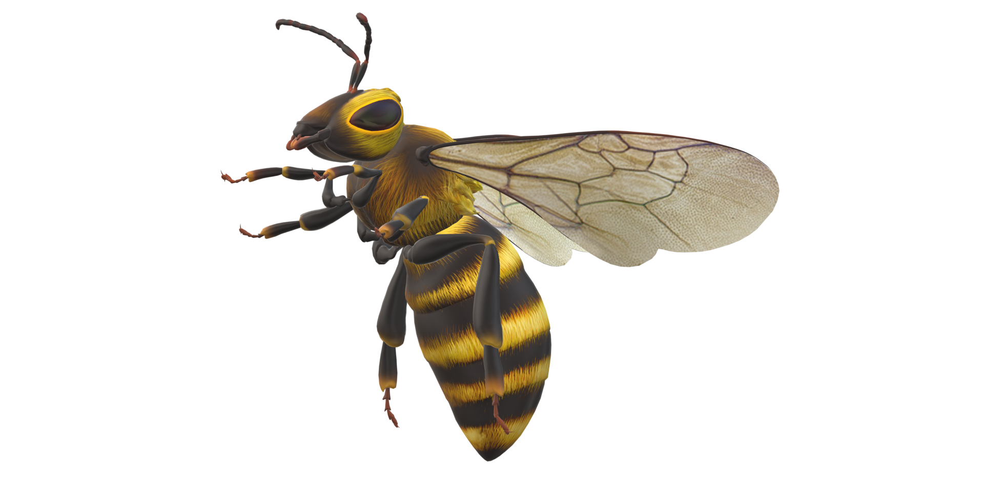 Bee isolated on a Transparent Background png