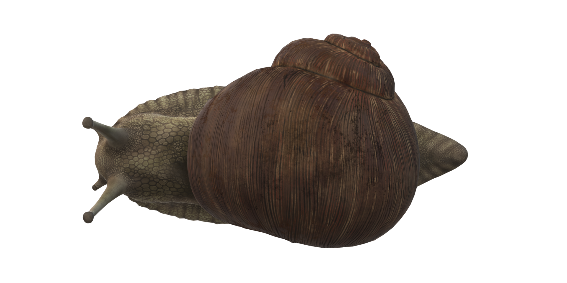 Schnecke isoliert auf ein transparent Hintergrund png