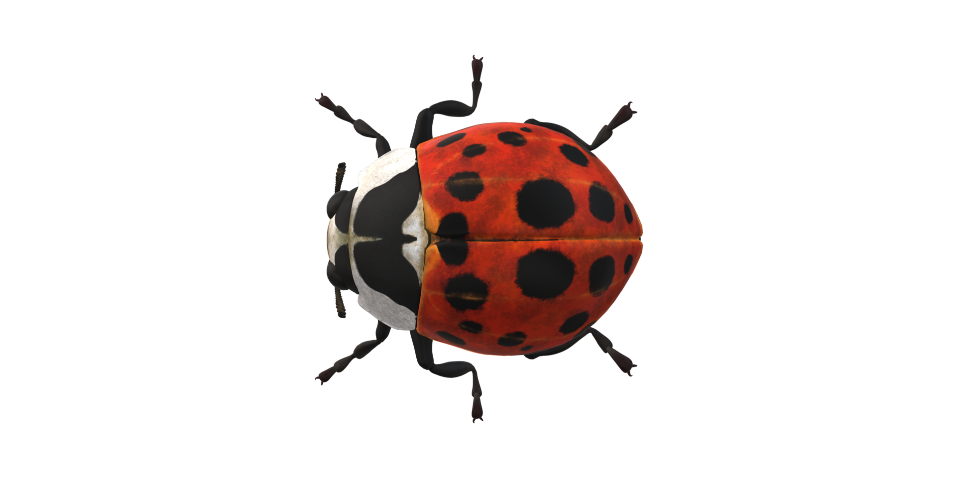 Ladybug isolated on a Transparent Background png