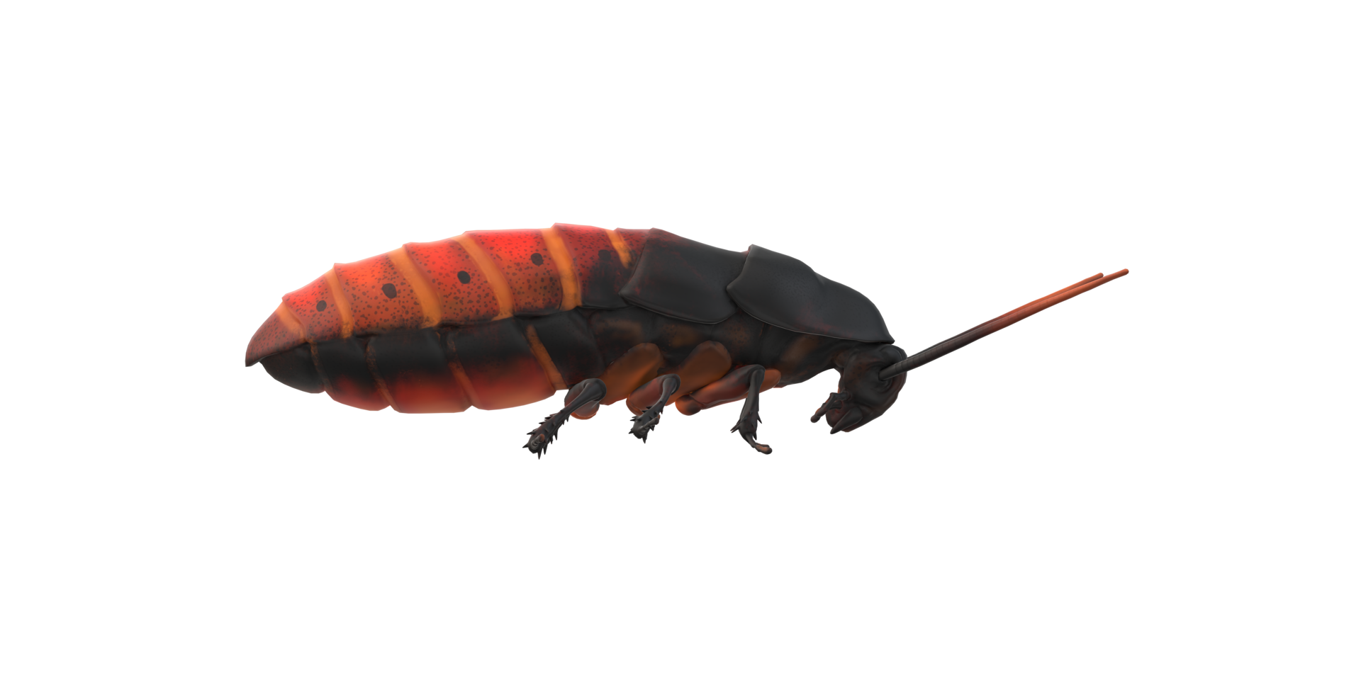 Oriental Cockroach isolated on a Transparent Background png