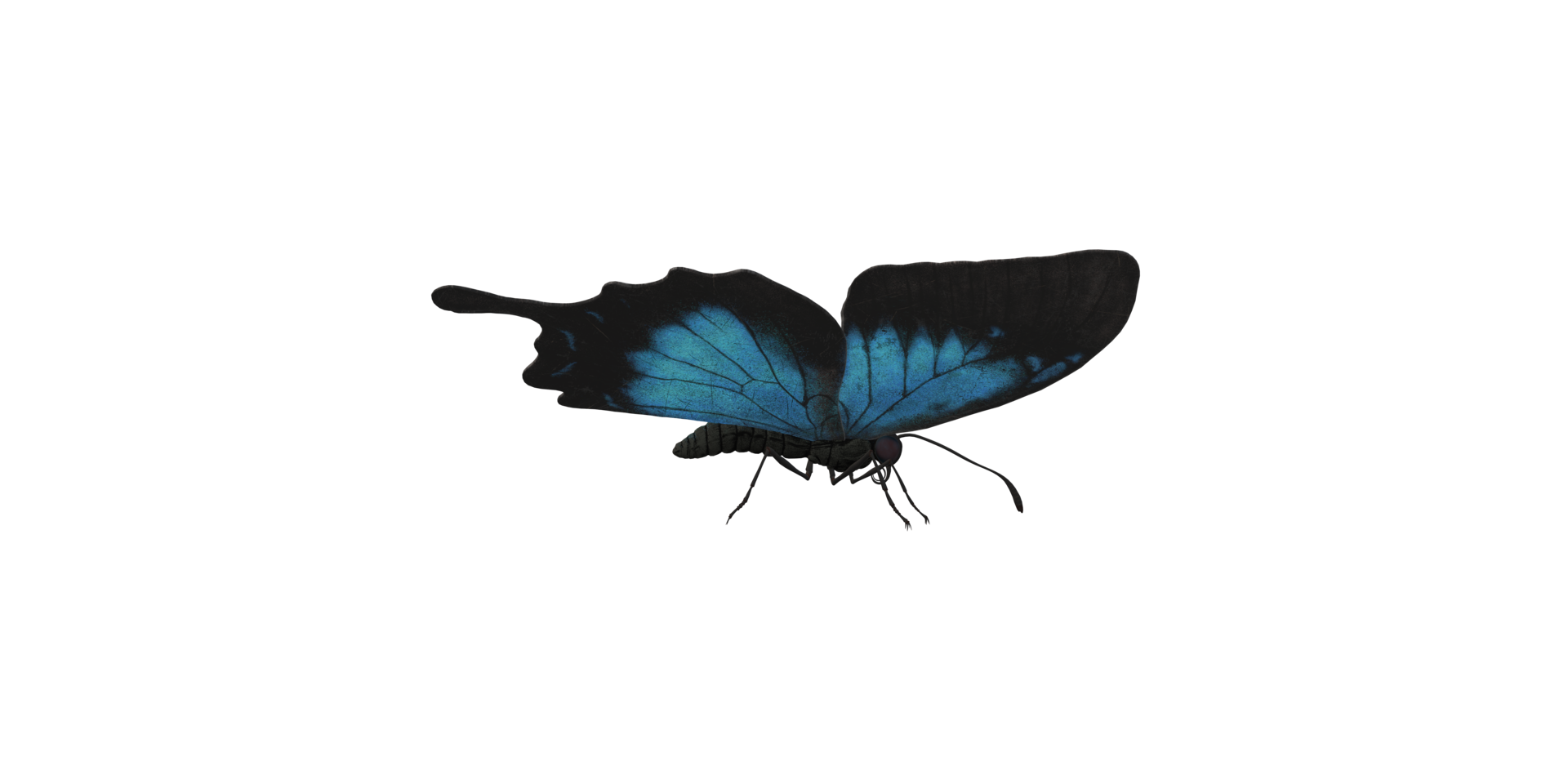 Butterfly isolated on a Transparent Background png