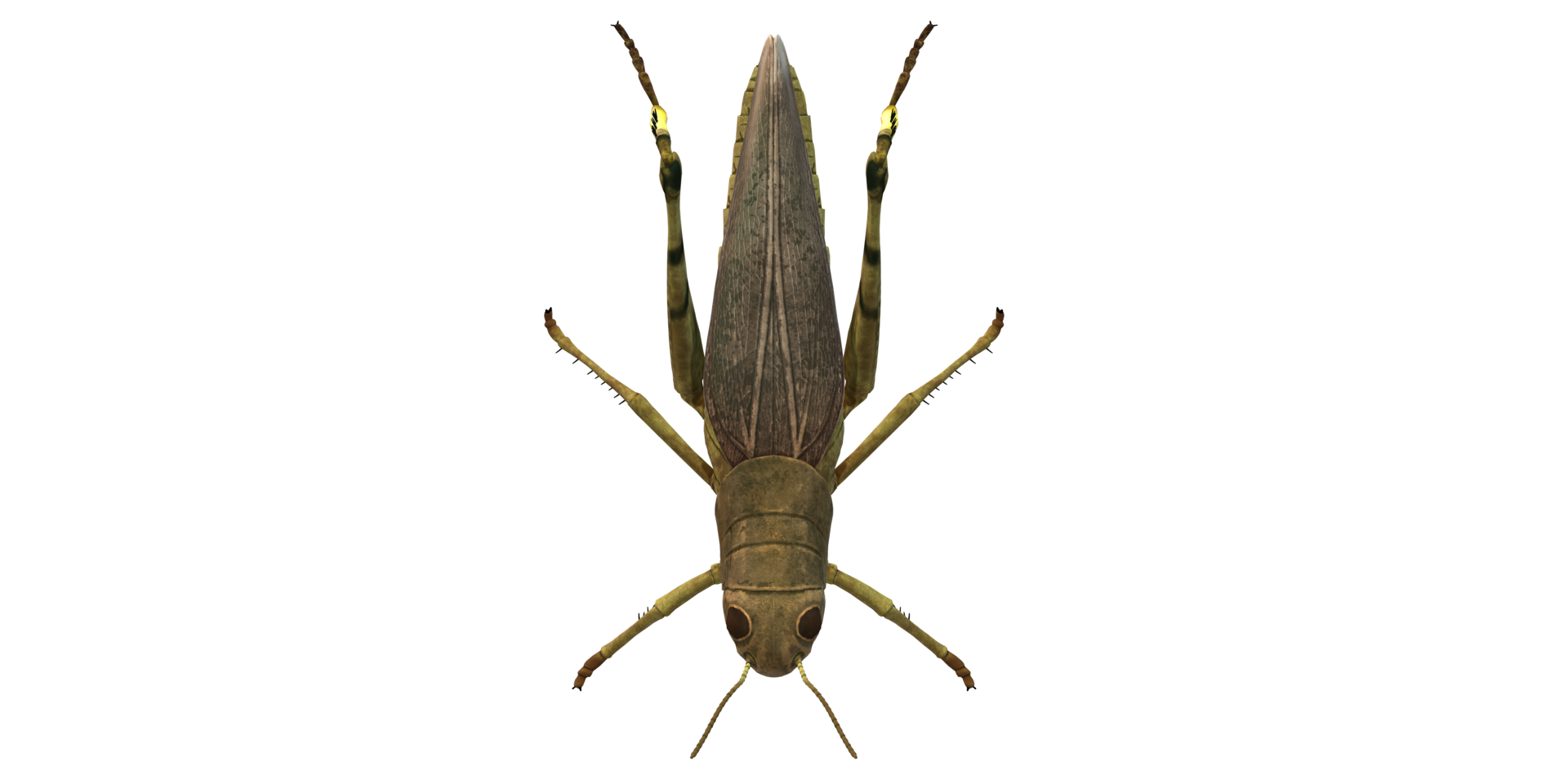Grasshopper isolated on a Transparent Background png