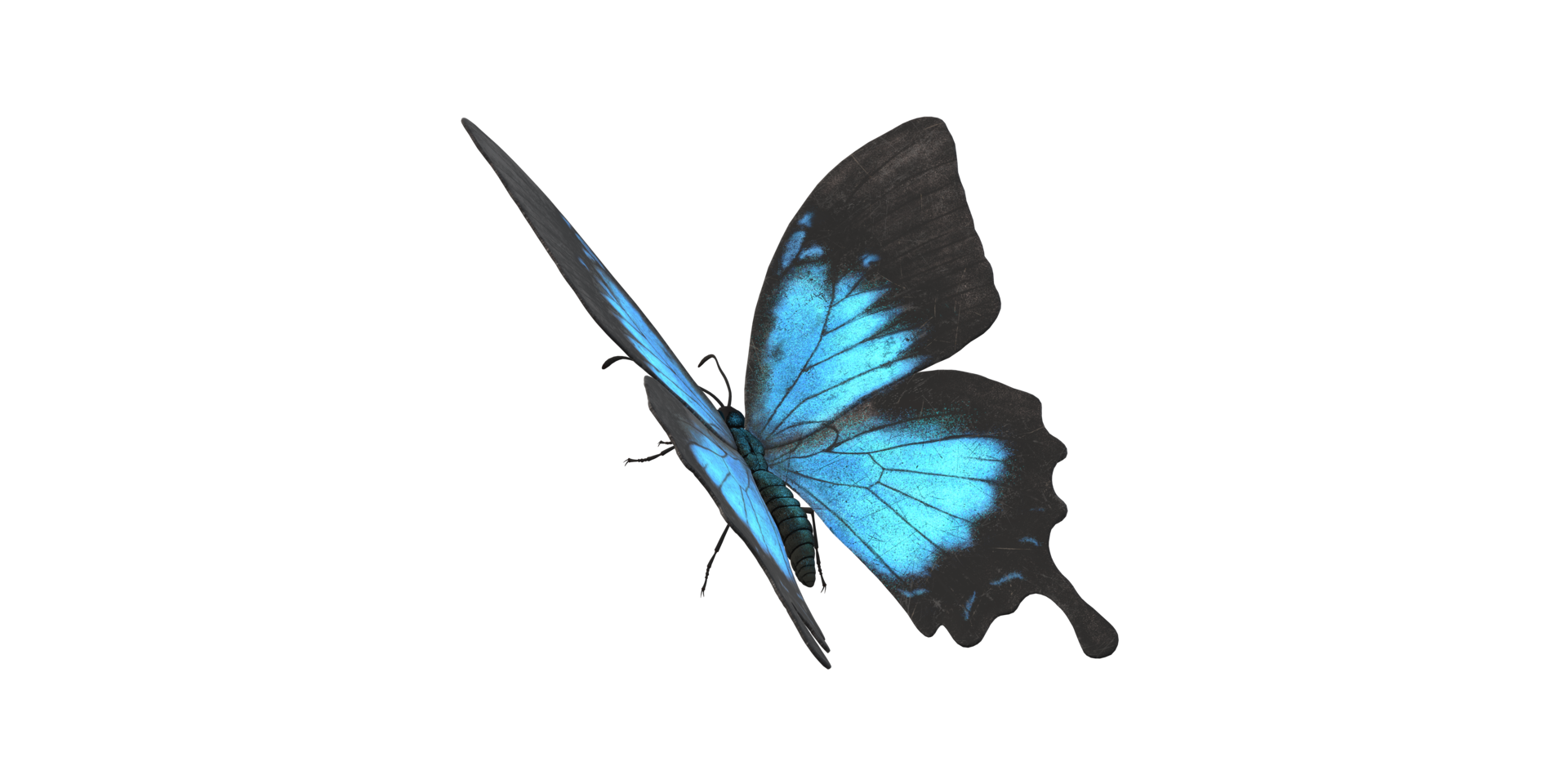 Butterfly isolated on a Transparent Background png