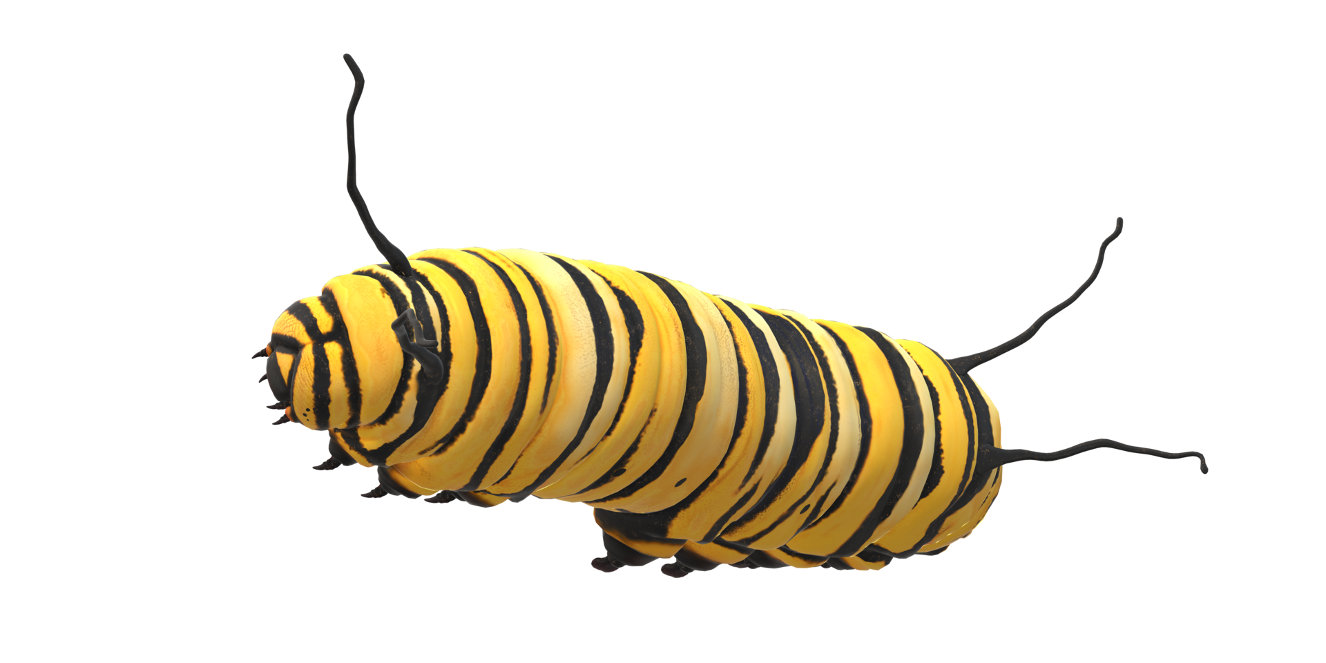 Caterpillar isolated on a Transparent Background png