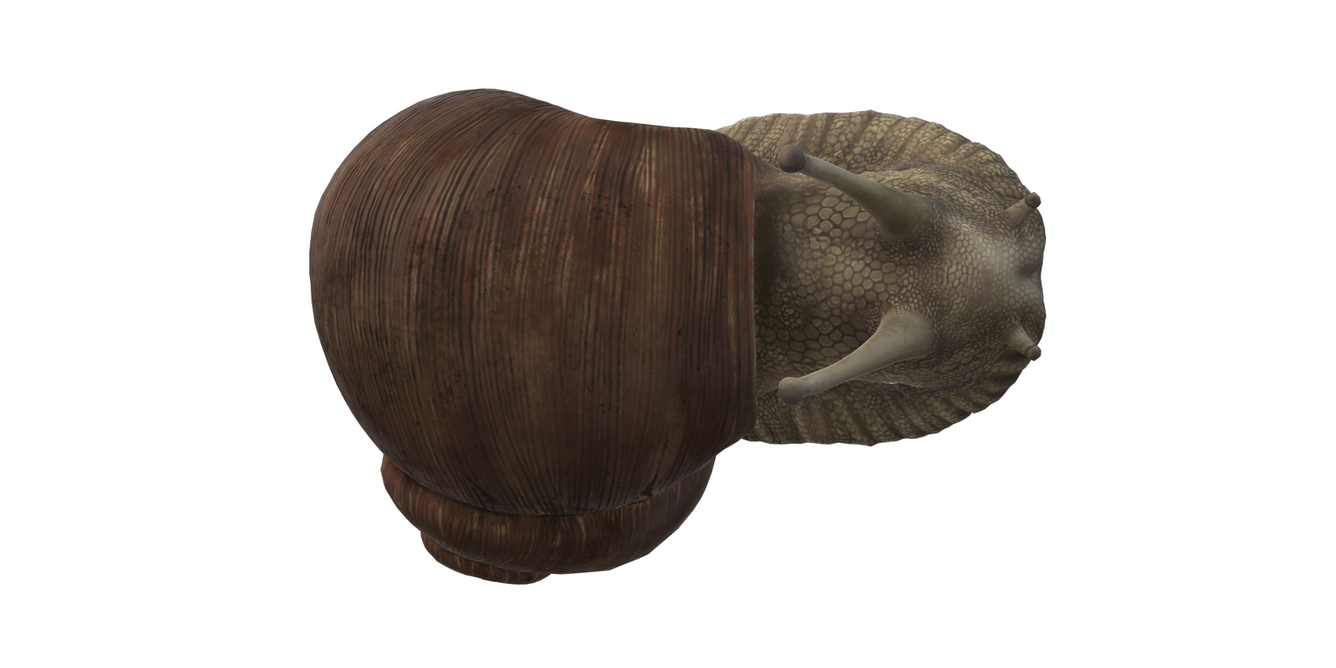 Snail isolated on a Transparent Background png