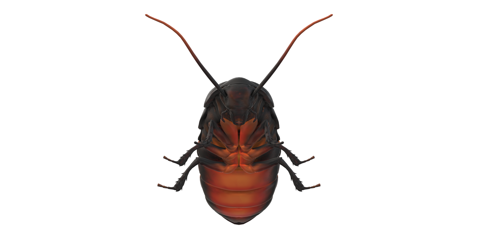 Oriental Cockroach isolated on a Transparent Background png