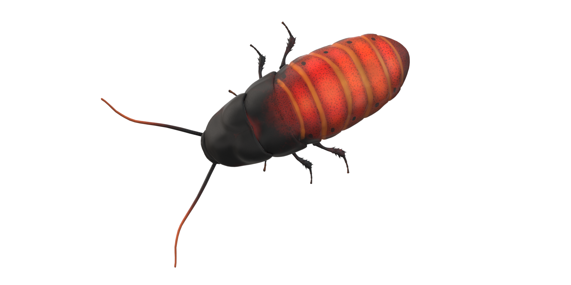 Oriental Cockroach isolated on a Transparent Background png