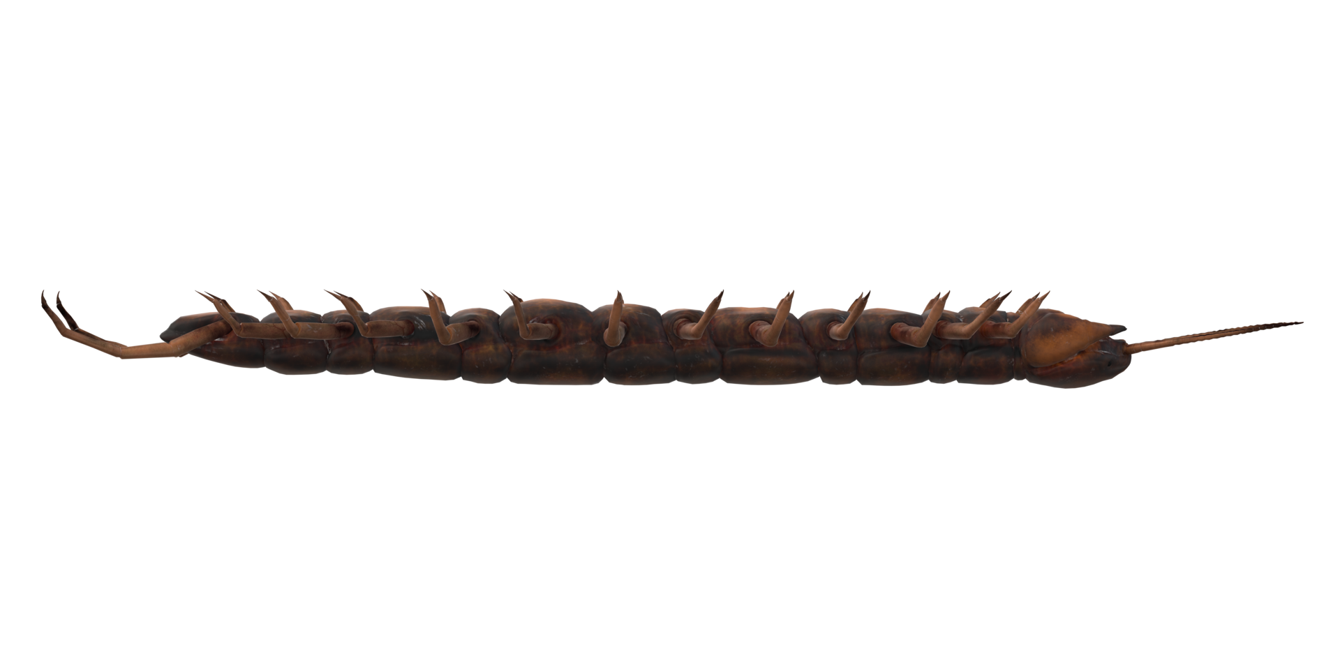 Centipede isolated on a Transparent Background png