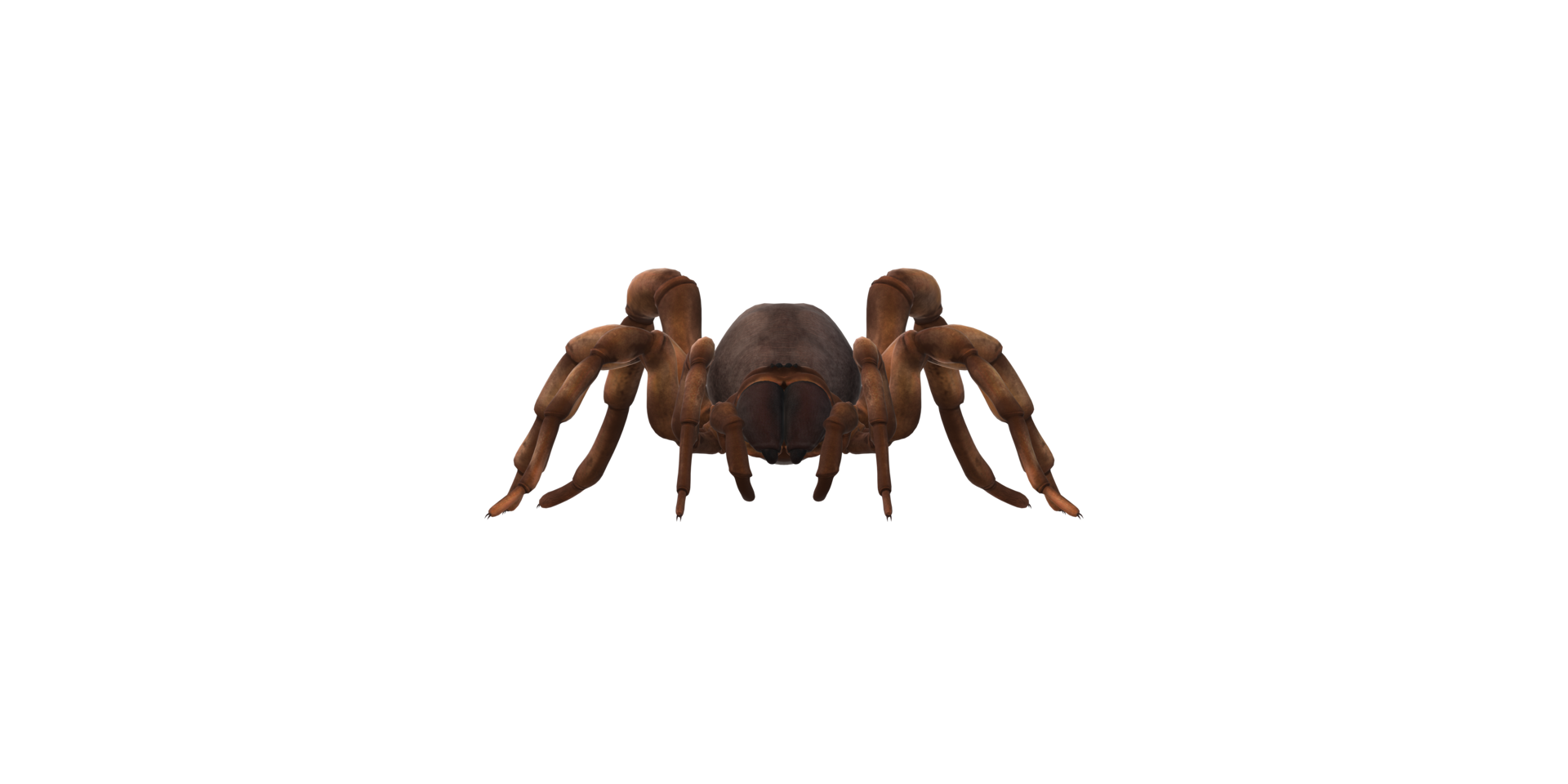 Trapdoor Spider isolated on a Transparent Background png