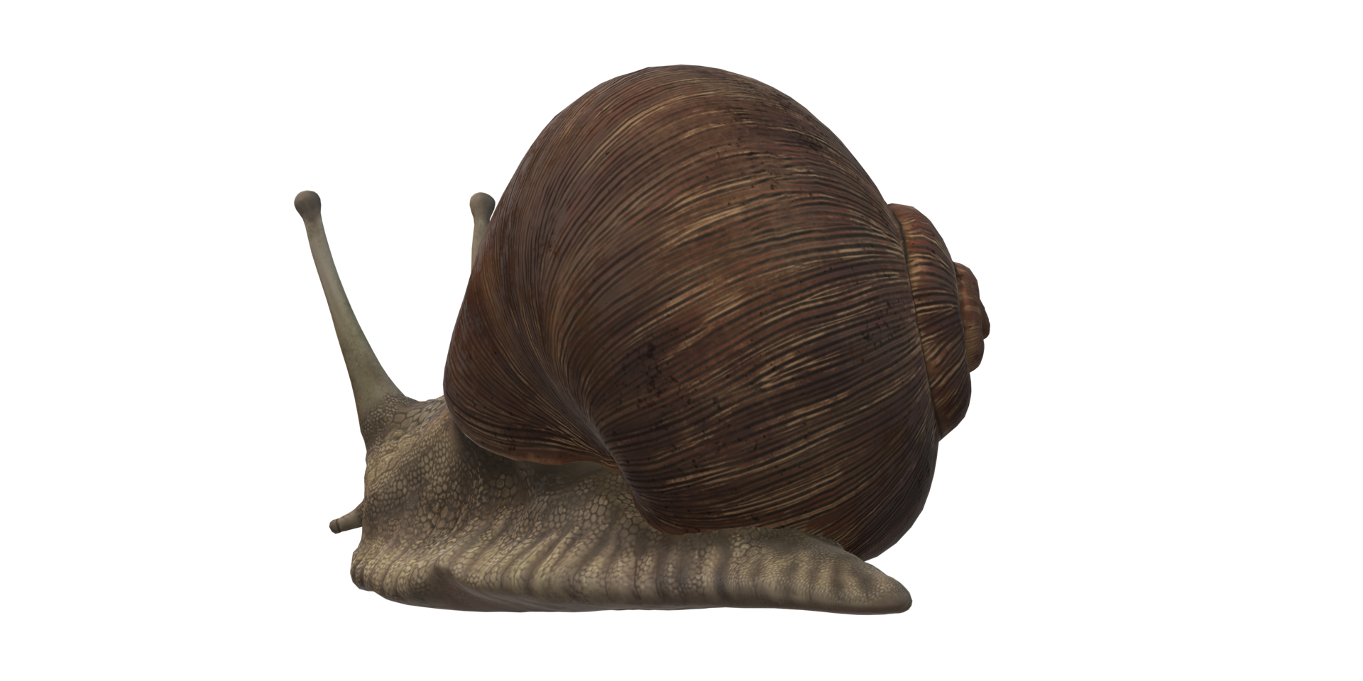 Snail isolated on a Transparent Background png