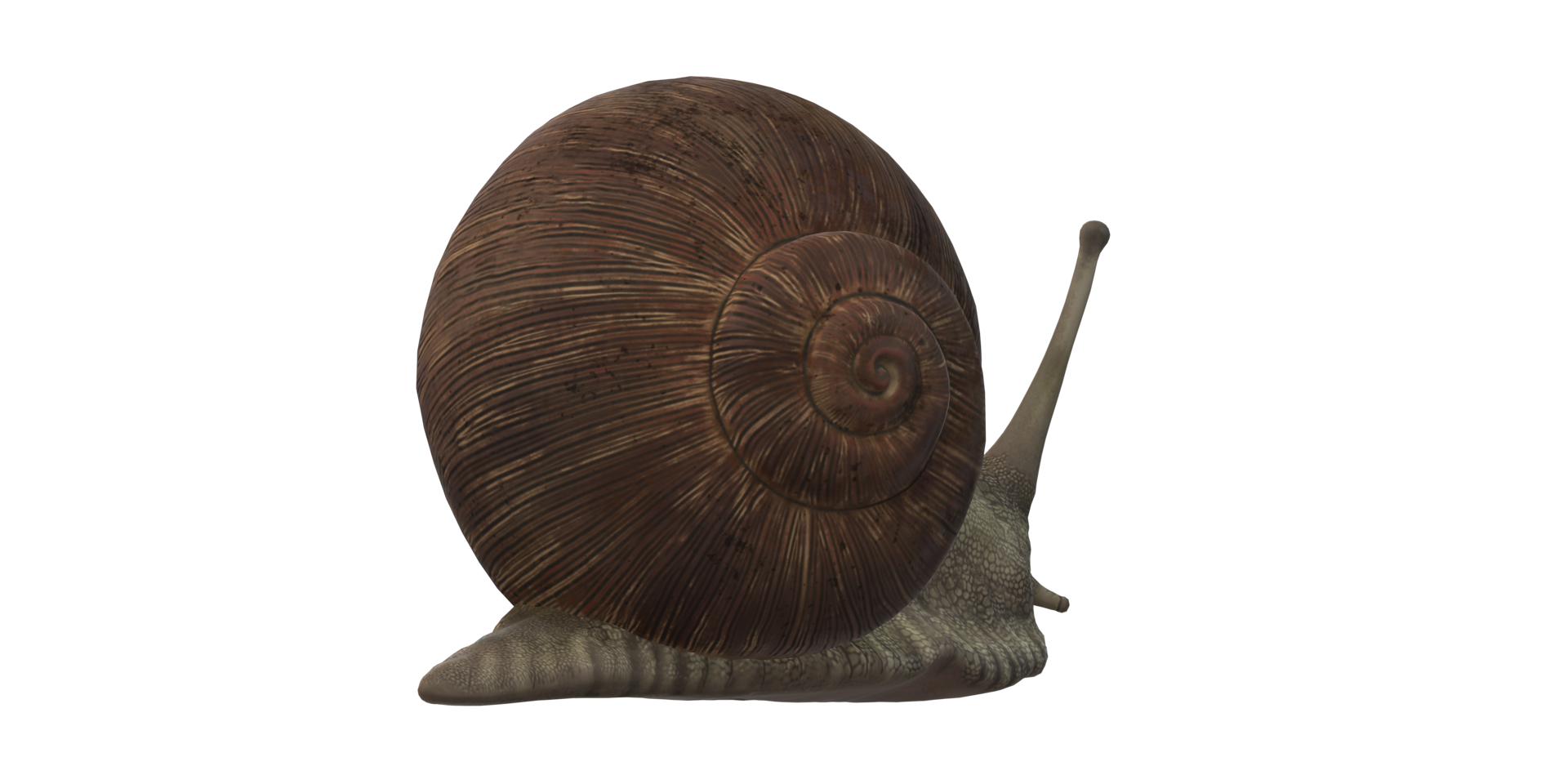 Snail isolated on a Transparent Background png