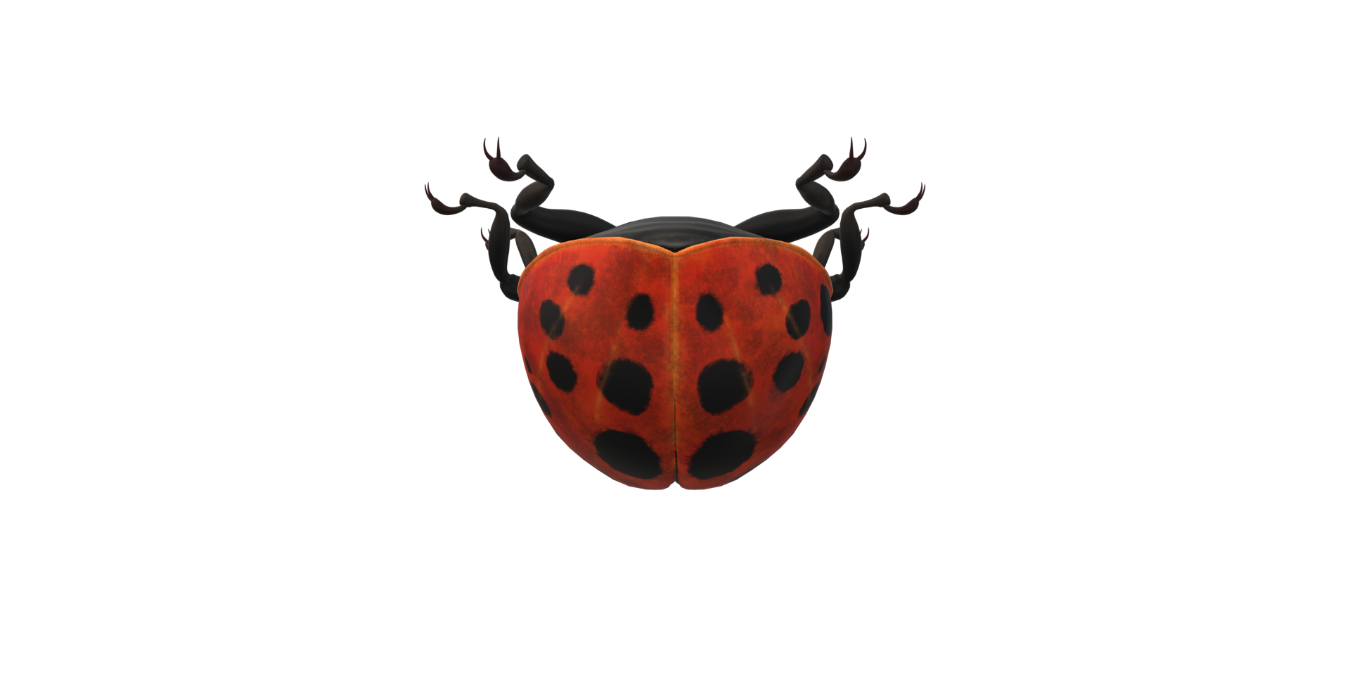 Ladybug isolated on a Transparent Background png