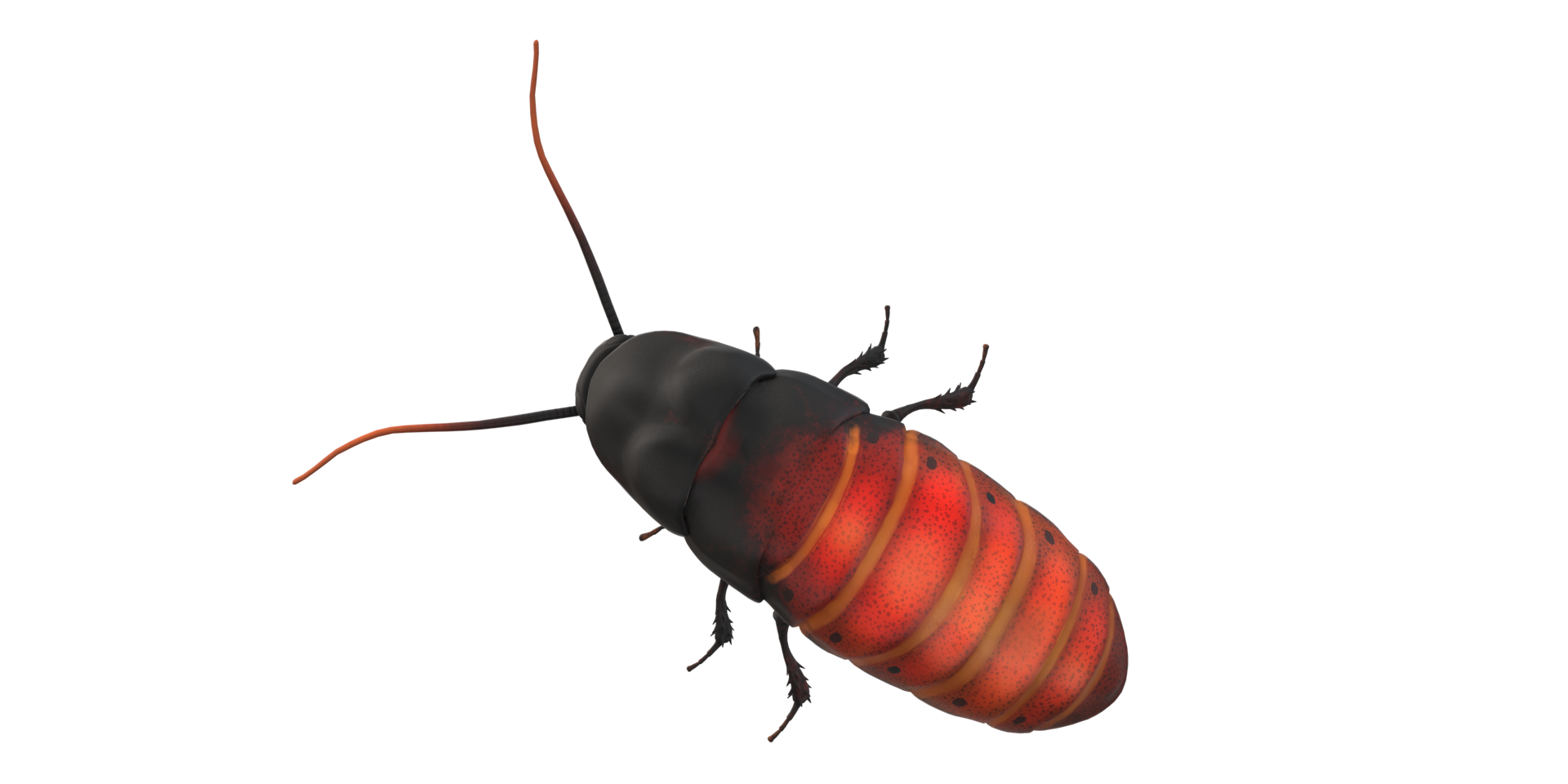 Oriental Cockroach isolated on a Transparent Background png