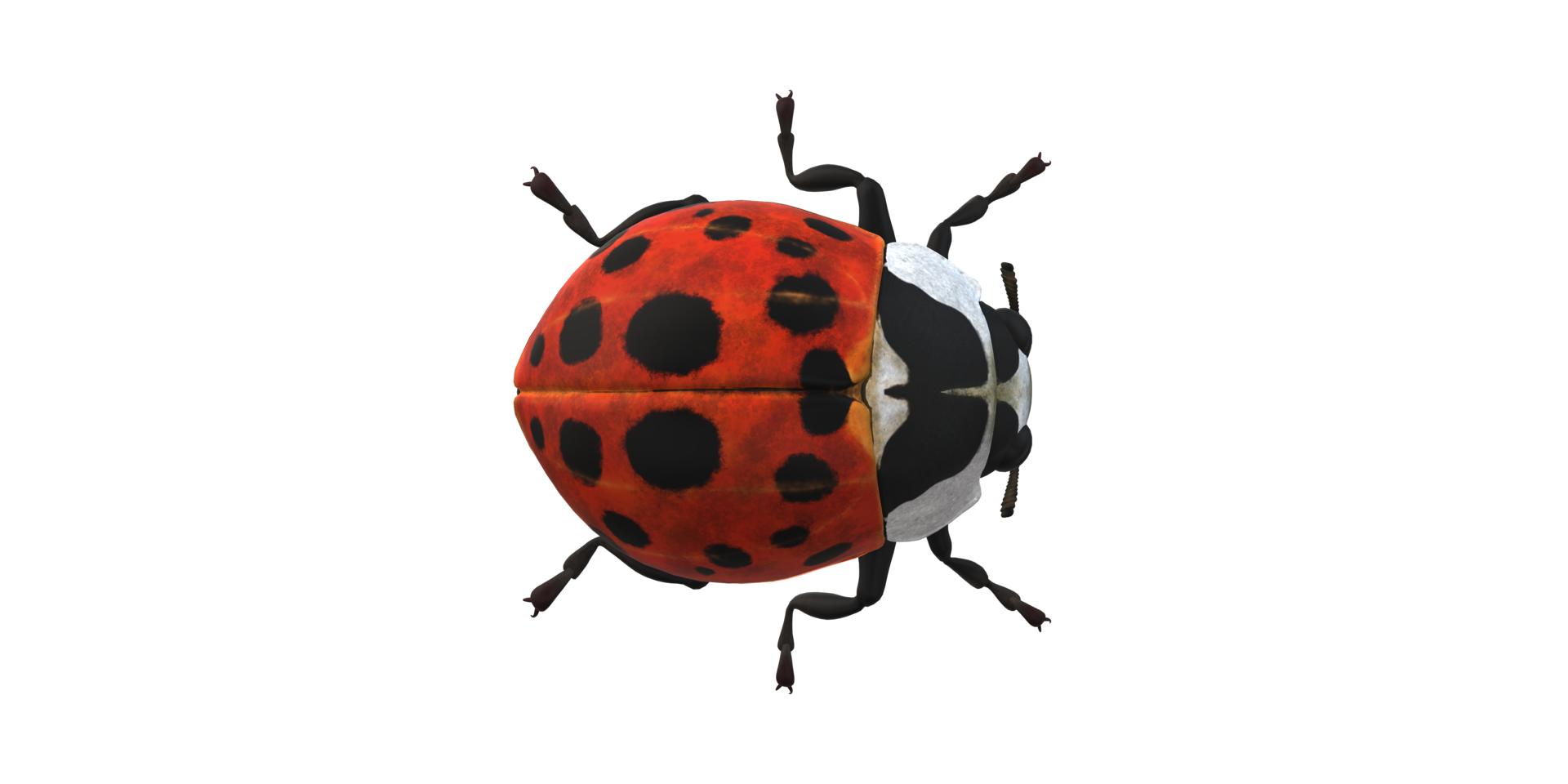 Ladybug isolated on a Transparent Background png