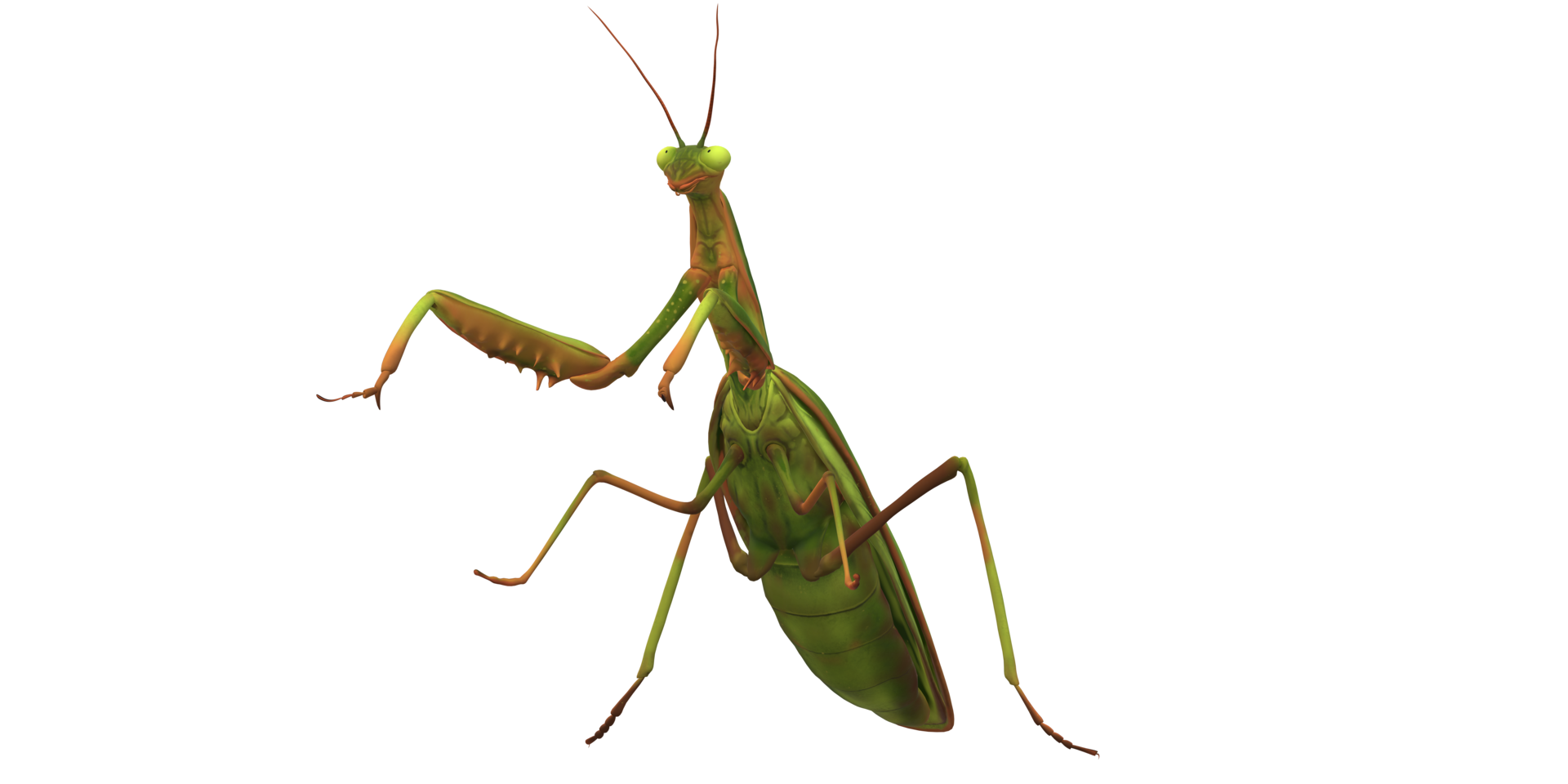 Praying Mantis isolated on a Transparent Background png