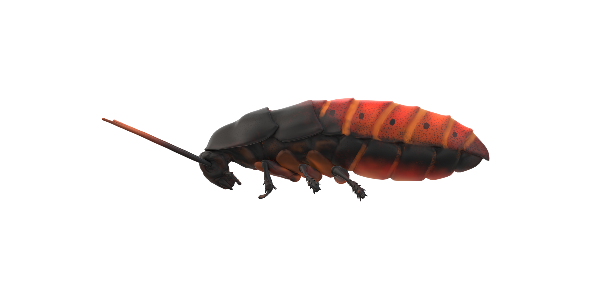 Oriental Cockroach isolated on a Transparent Background png