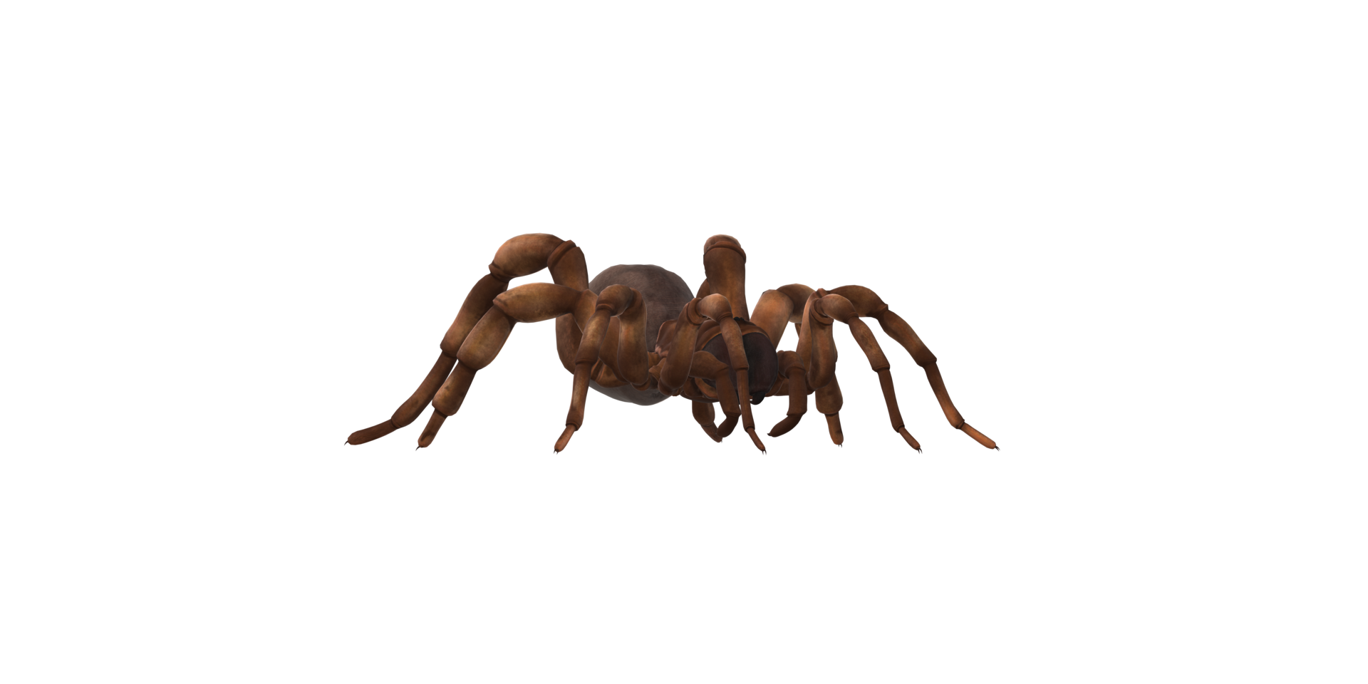 Trapdoor Spider isolated on a Transparent Background png