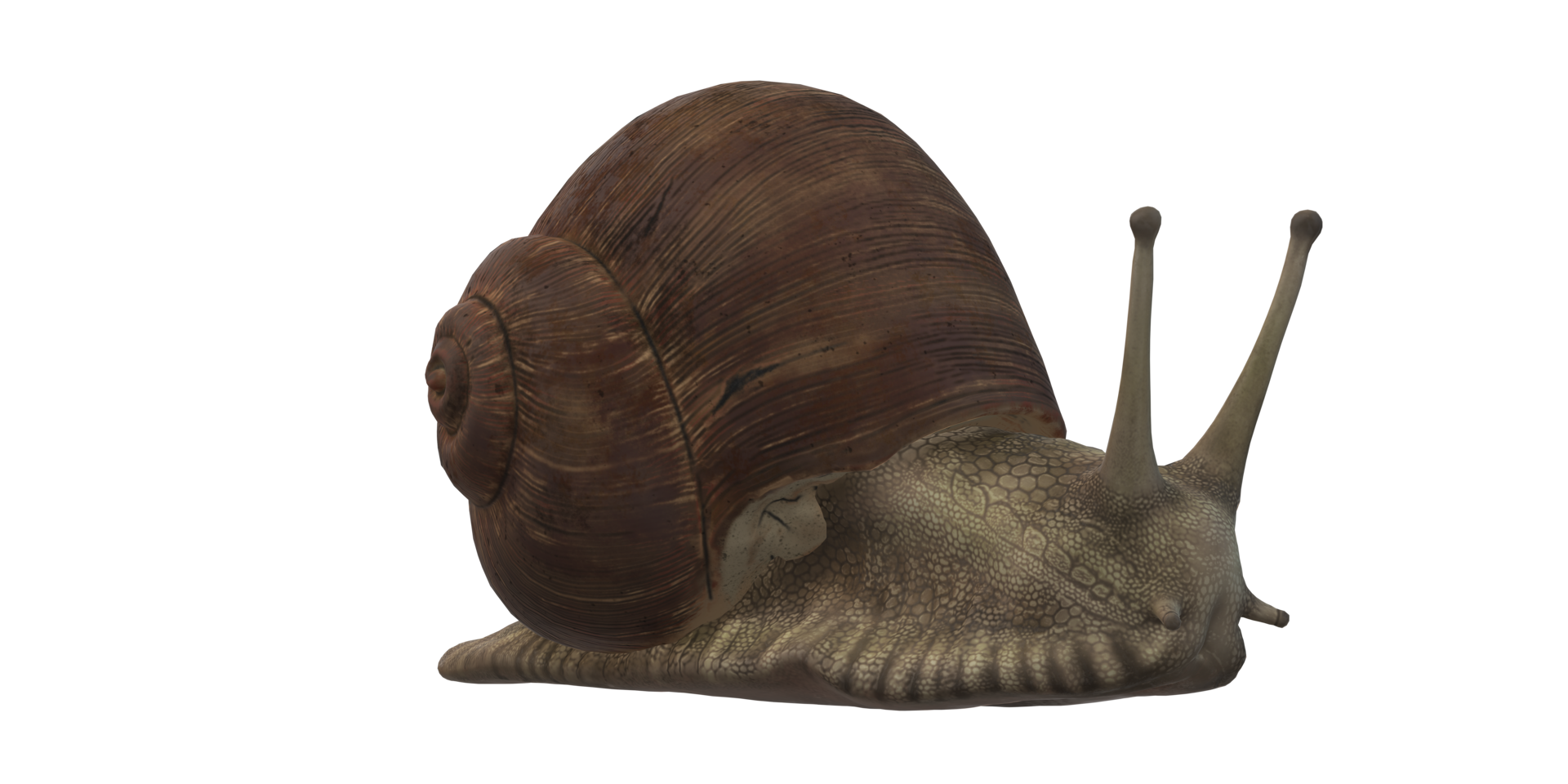 Snail isolated on a Transparent Background png