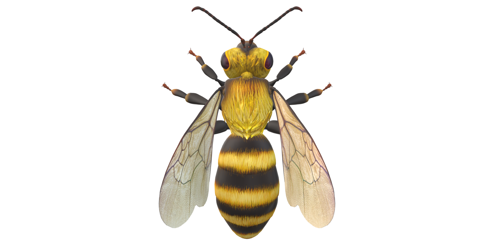Bee isolated on a Transparent Background png
