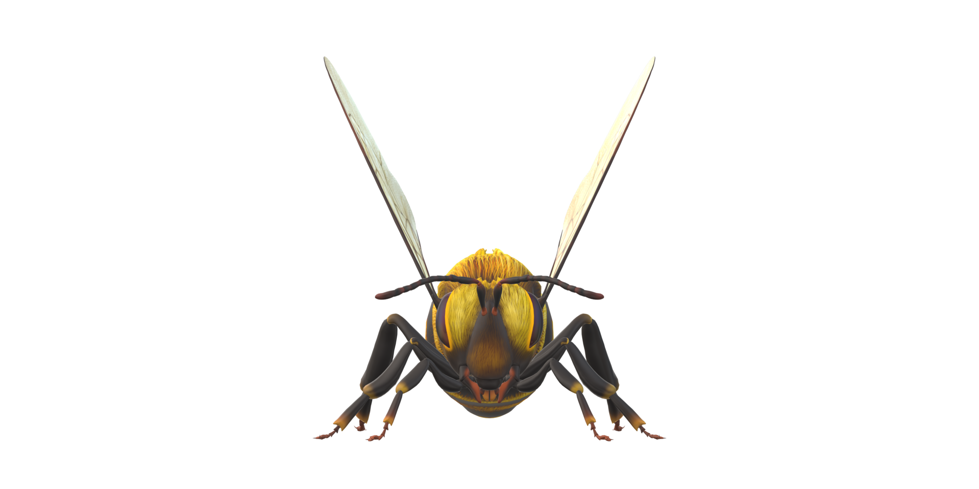 Bee isolated on a Transparent Background png